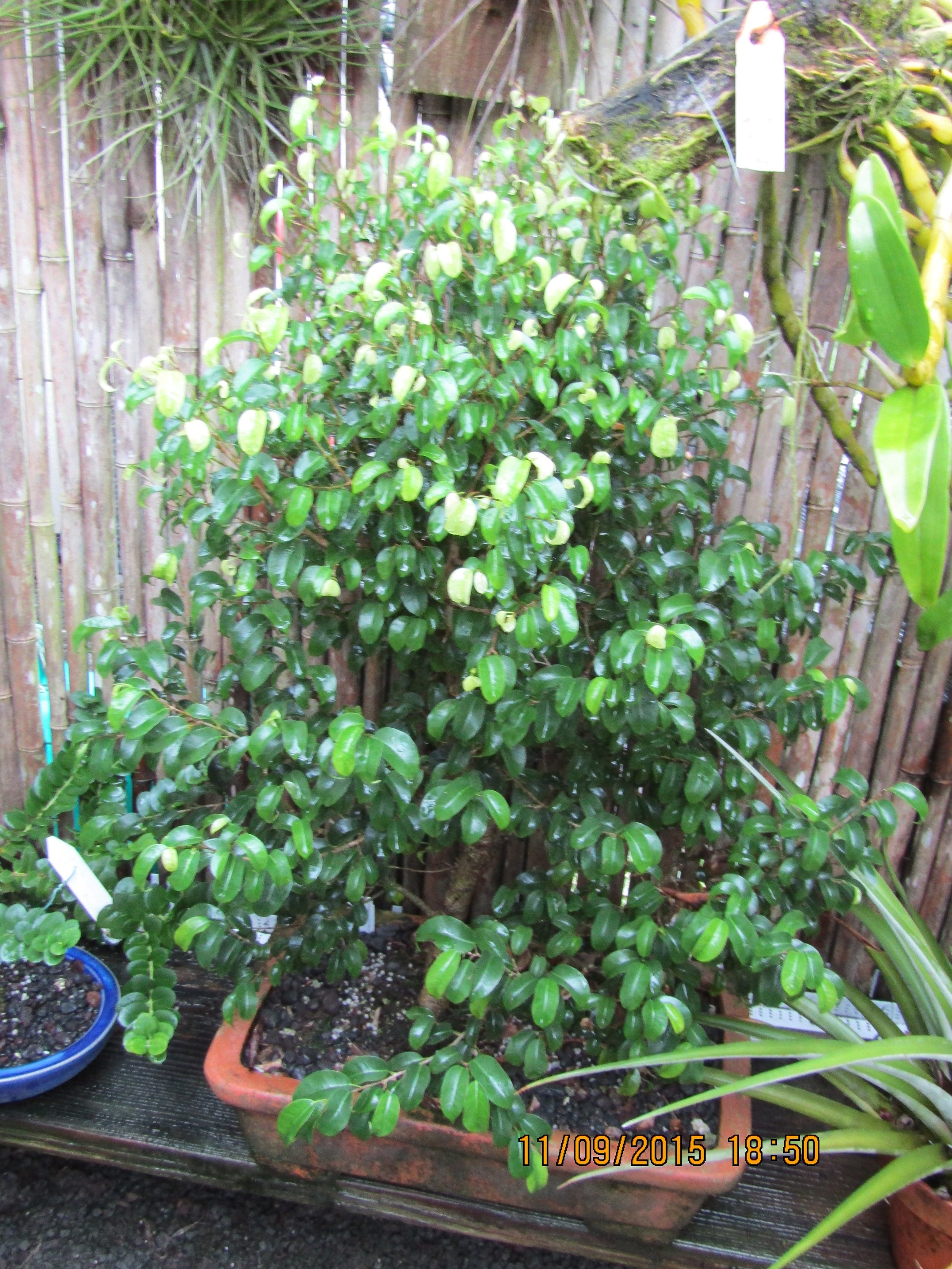 Ficus benjamina 'Too Little' (2).jpeg