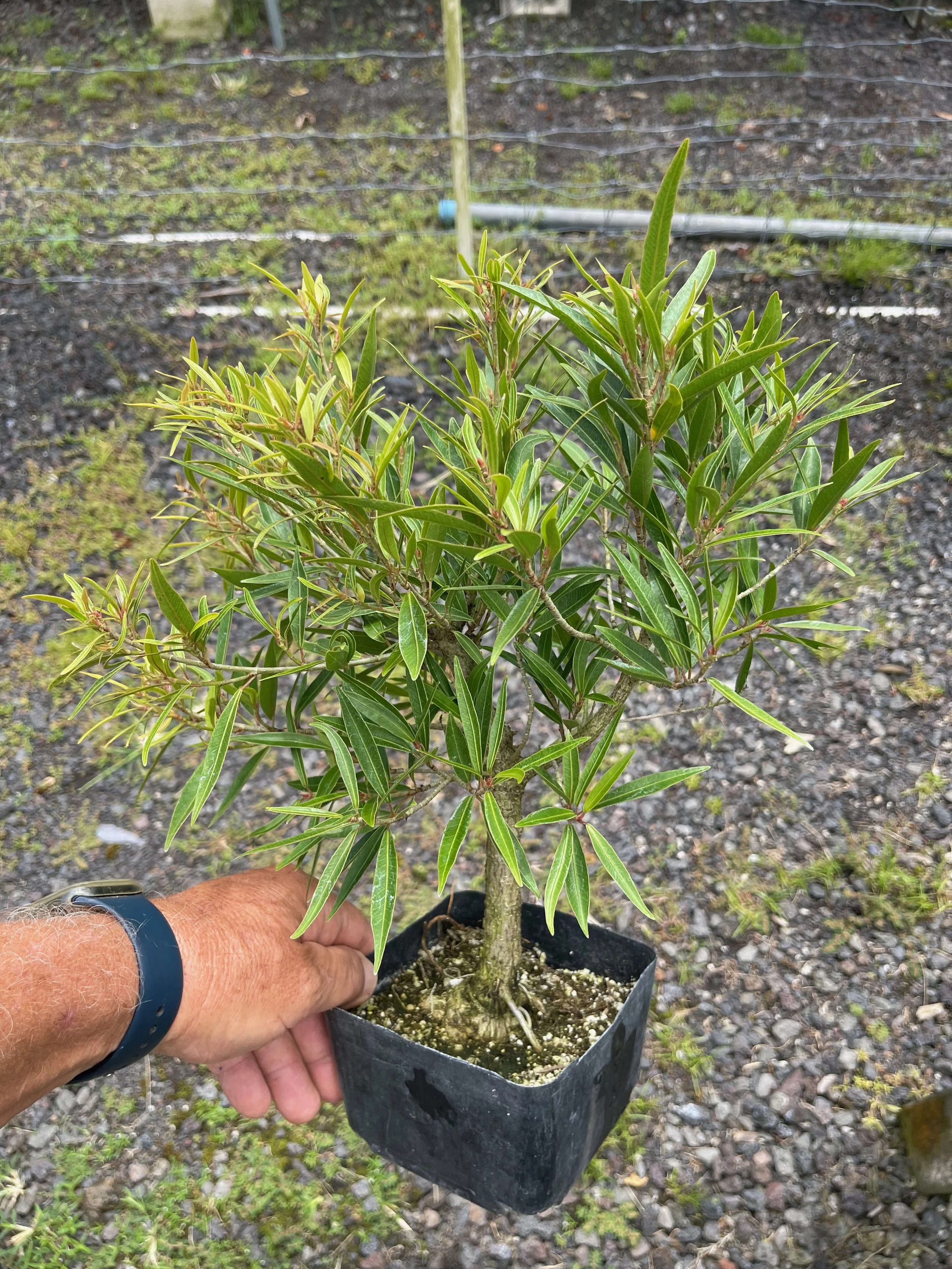 Subulate Ficus Ficus salicaria (F. subulata) — Vintage Green Farms with Tom Piergrossi