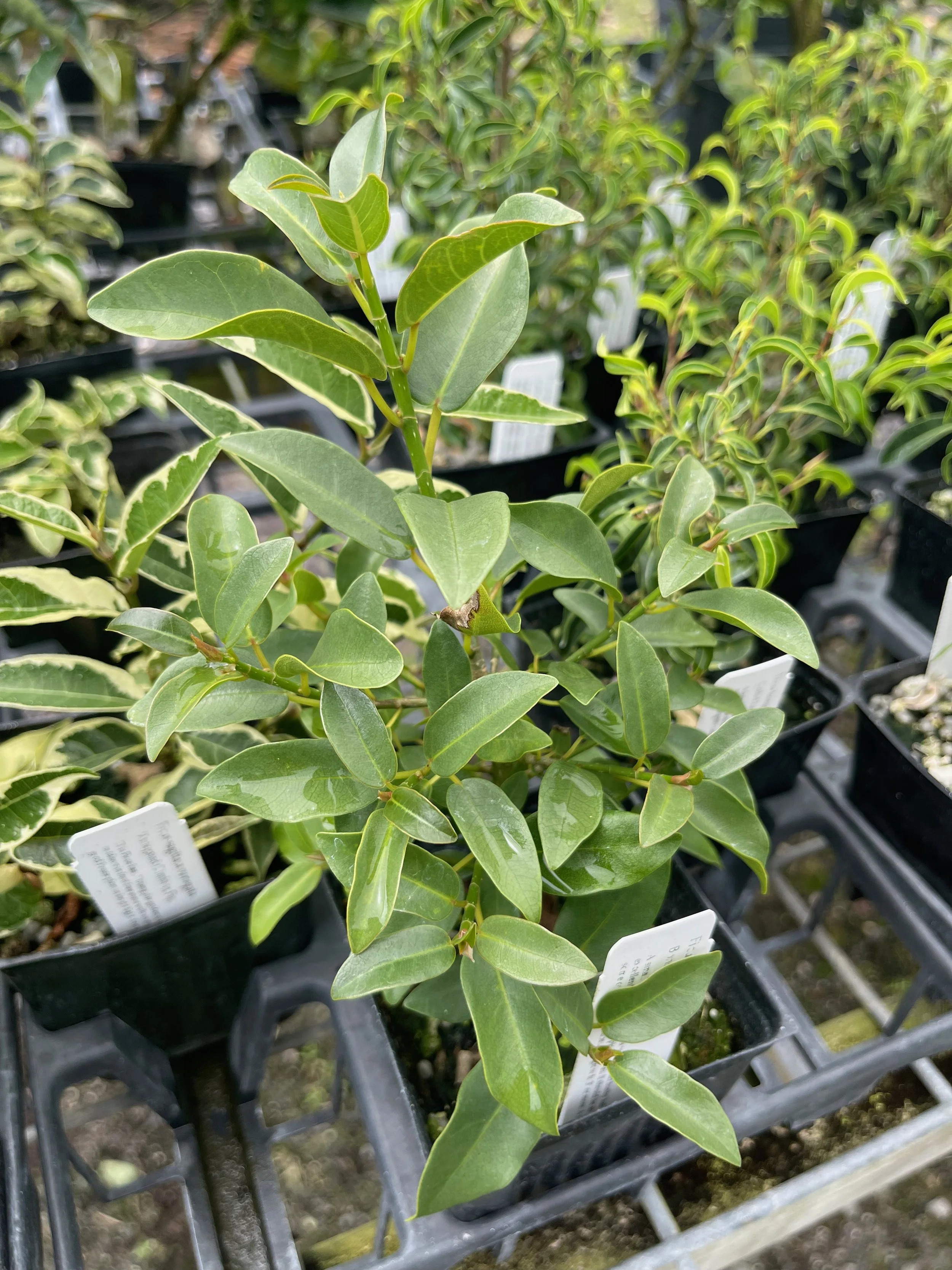Ficus burtt-davyi nana.jpeg