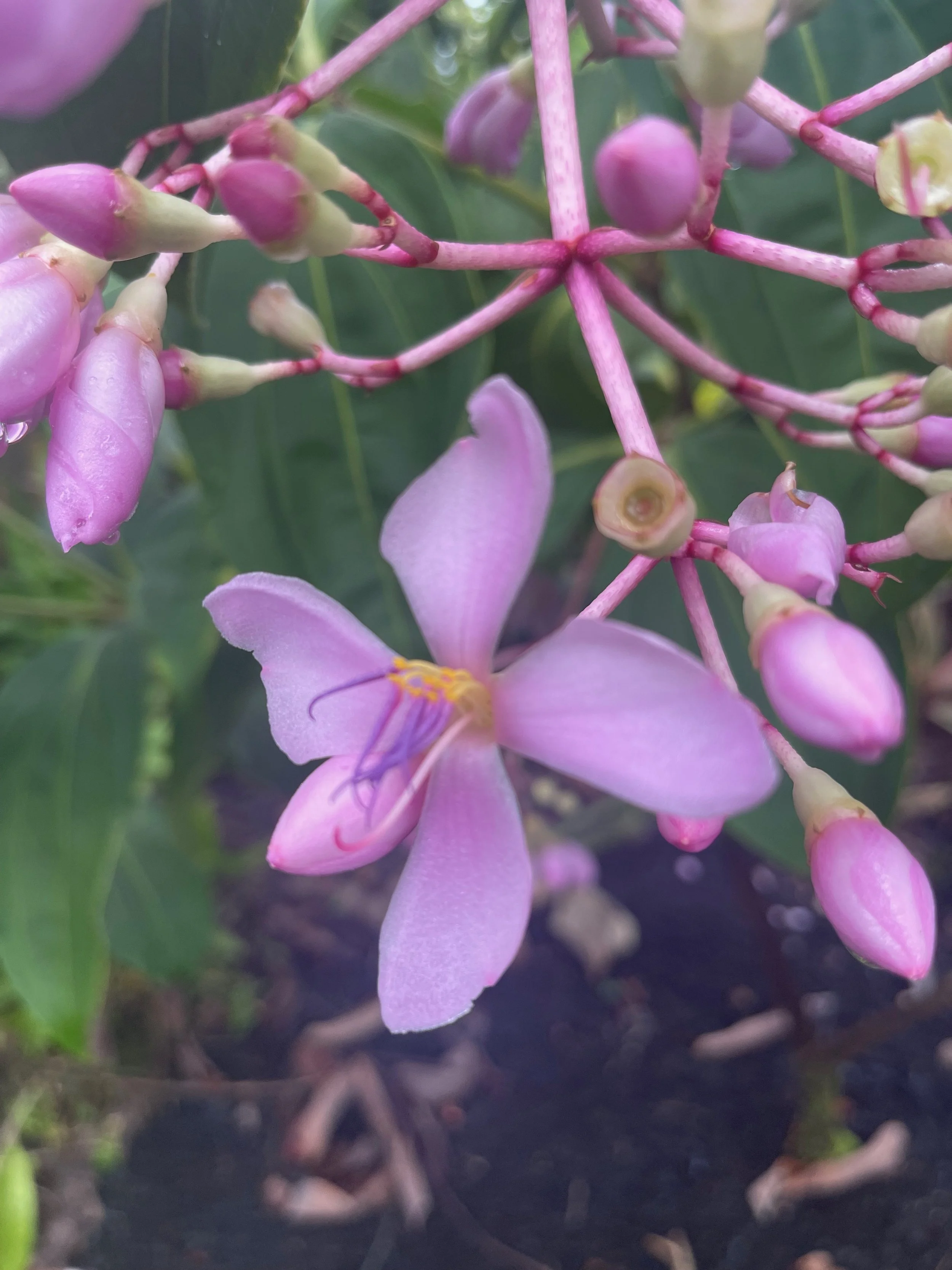 Medinilla apoensis (2).jpeg