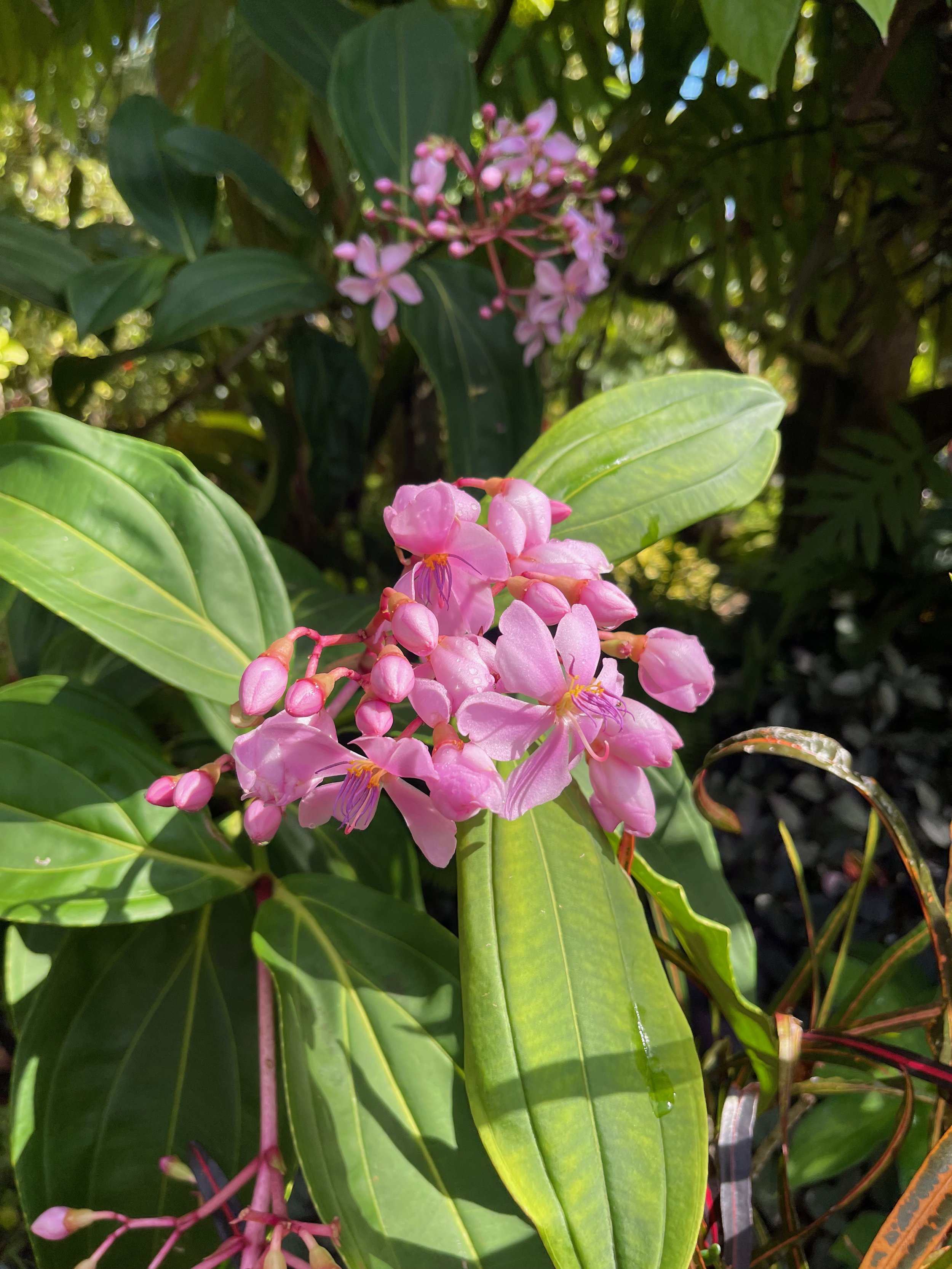 Medinilla apoensis (4).jpeg