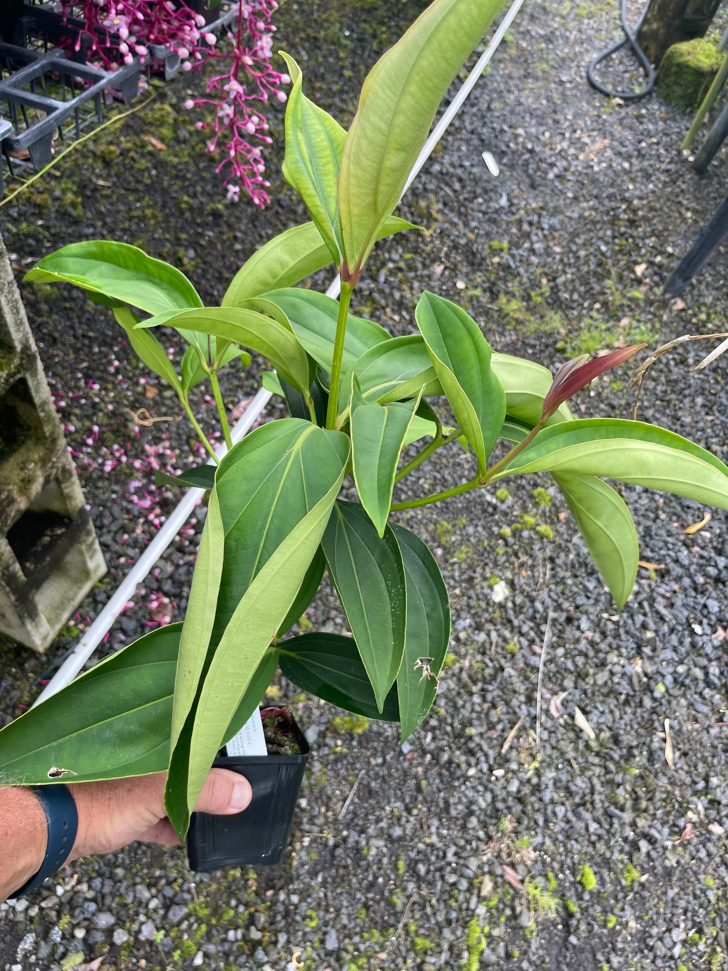 Medinilla apoensis.jpeg
