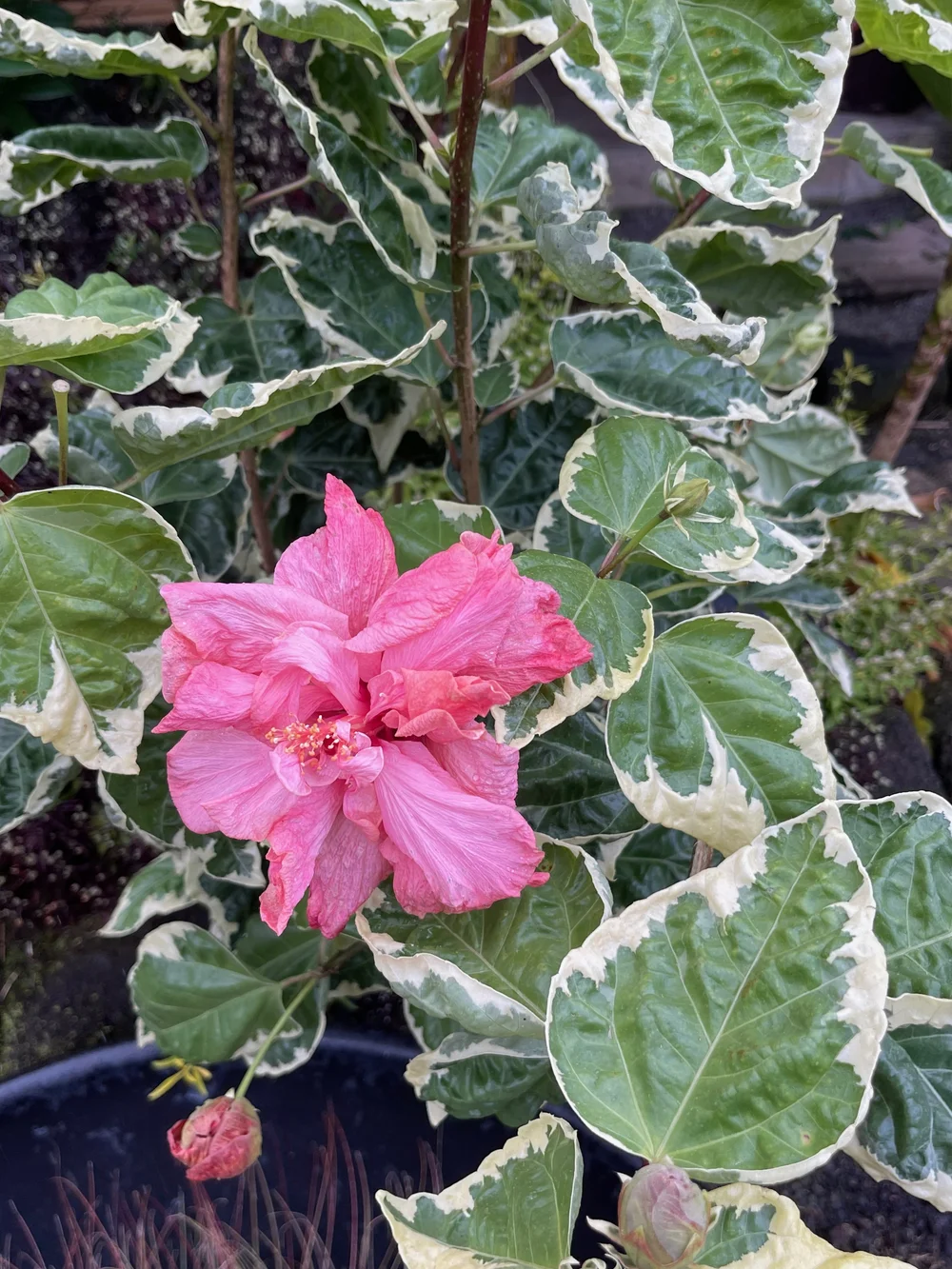 Hibiscus rosa-sinensis (Double Pink Variegated)  Vintage Green Farms with  Tom Piergrossi