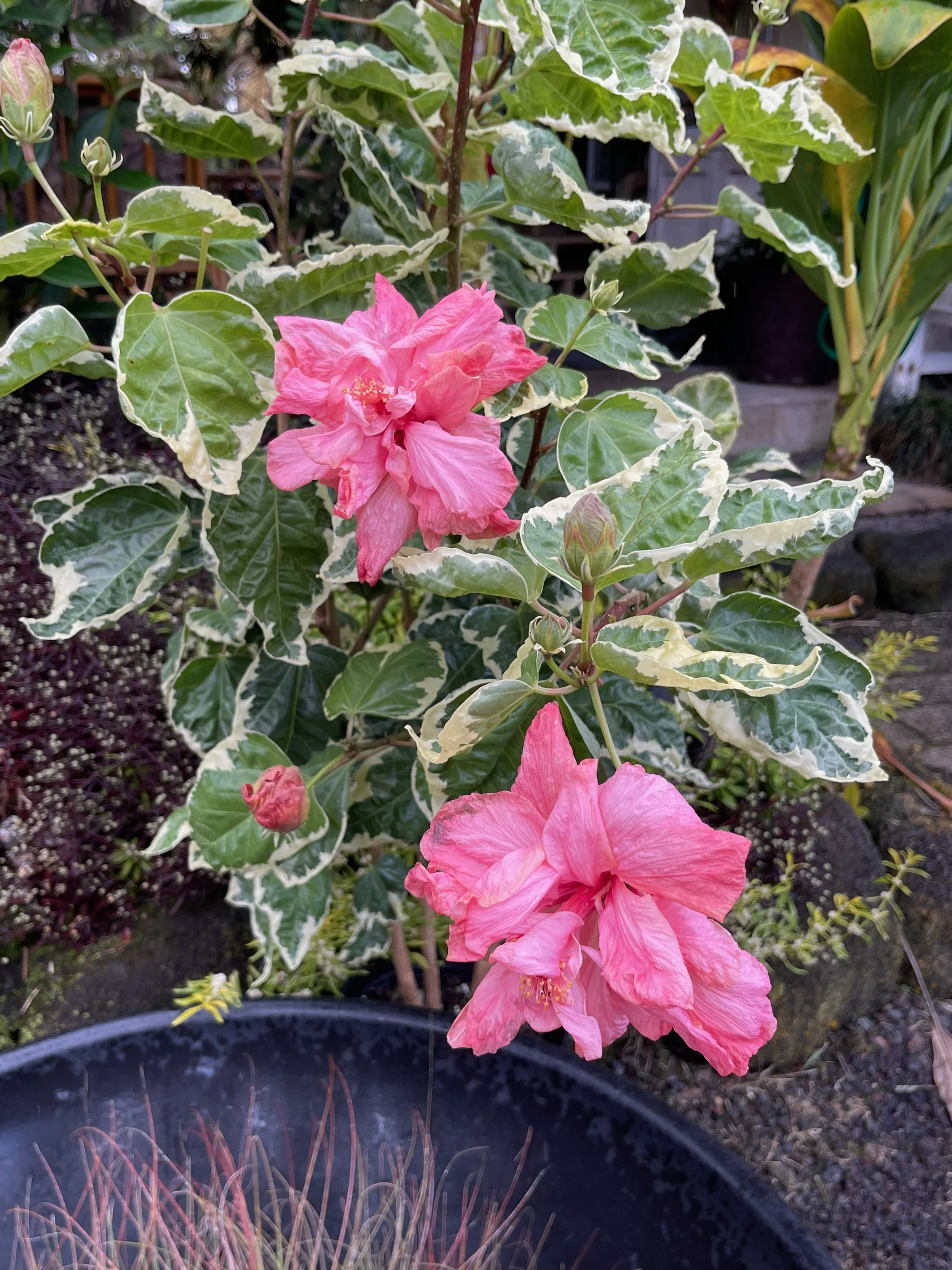 Hibiscus rosa-sinensis (Double Pink Variegated) (2).jpeg