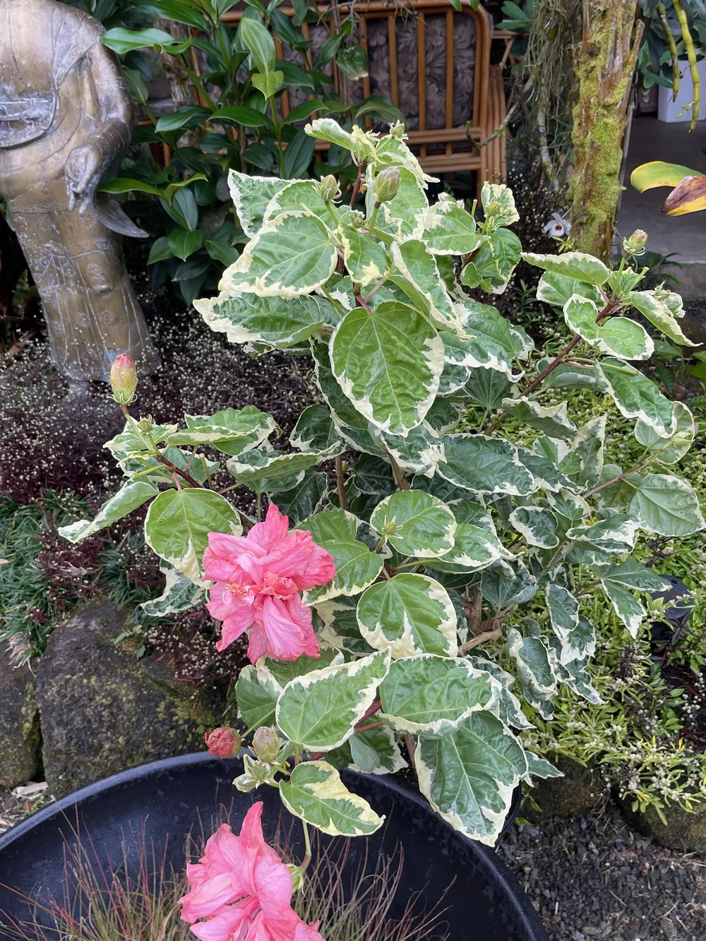 Hibiscus rosa-sinensis (Double Pink Variegated)  Vintage Green Farms with  Tom Piergrossi