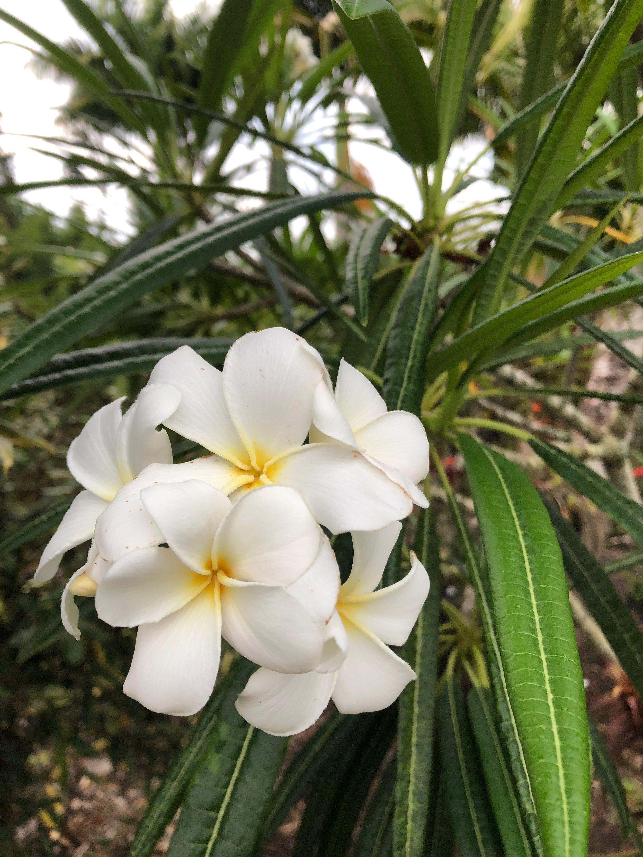 Plumeria alba (3).jpeg