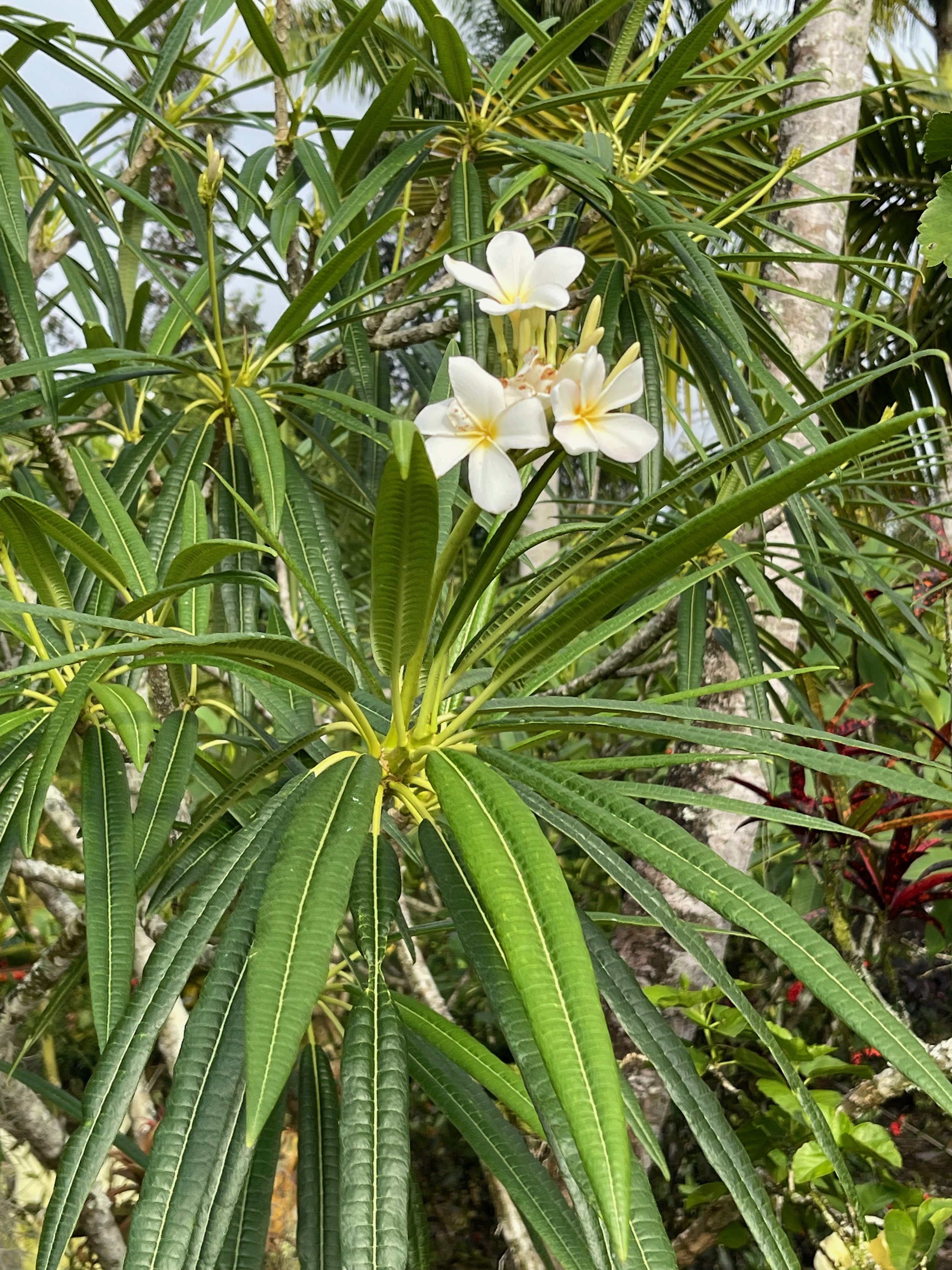 Plumeria alba (4).jpeg