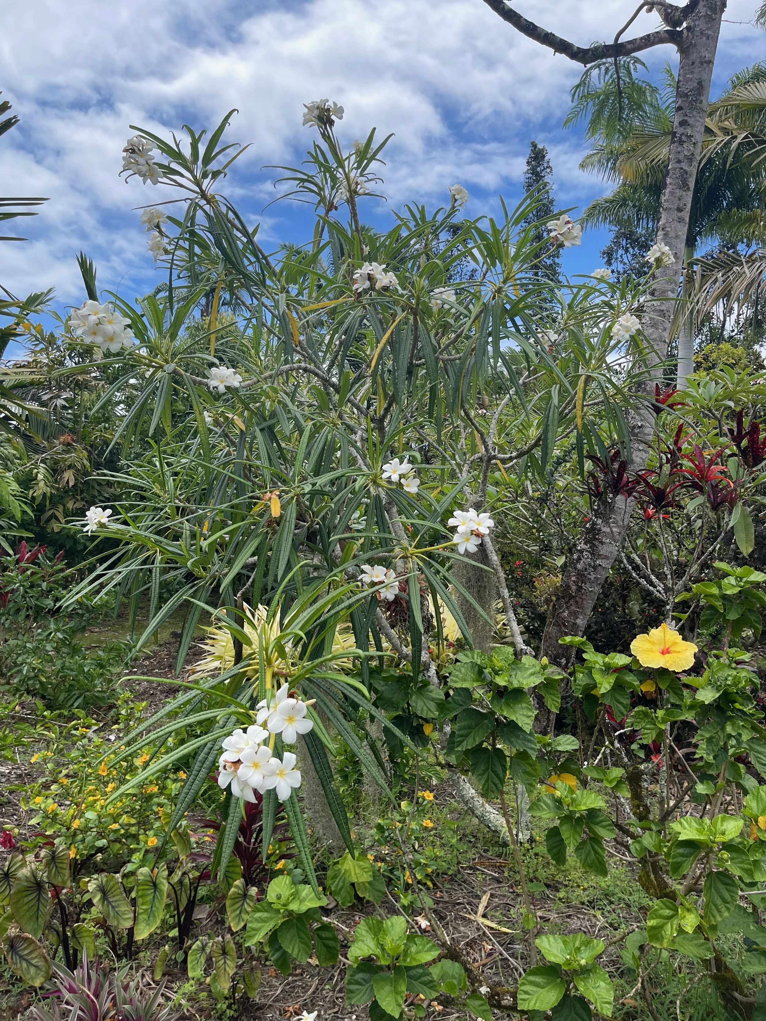 Plumeria alba (5).jpeg