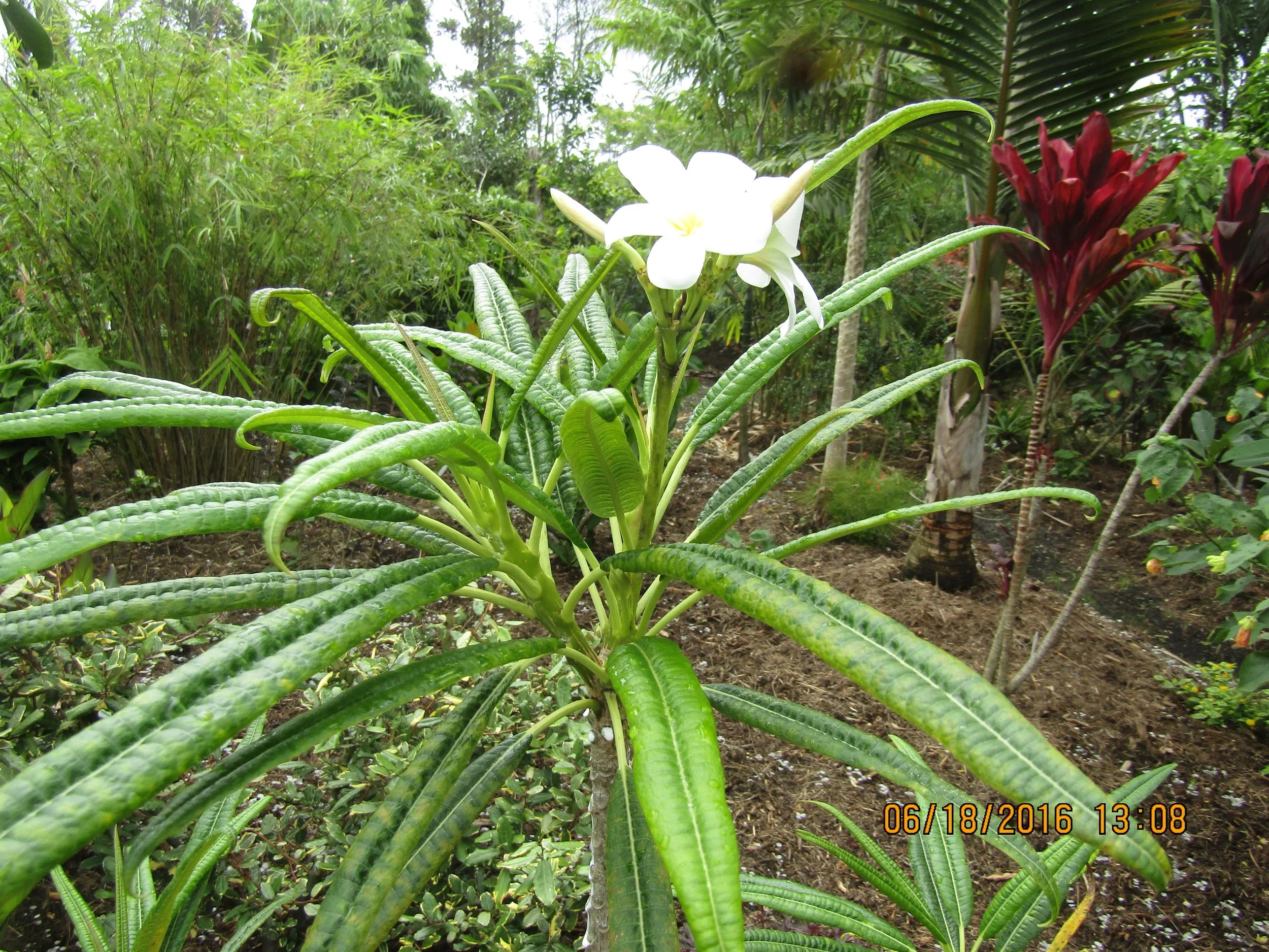 Plumeria alba (1).jpeg