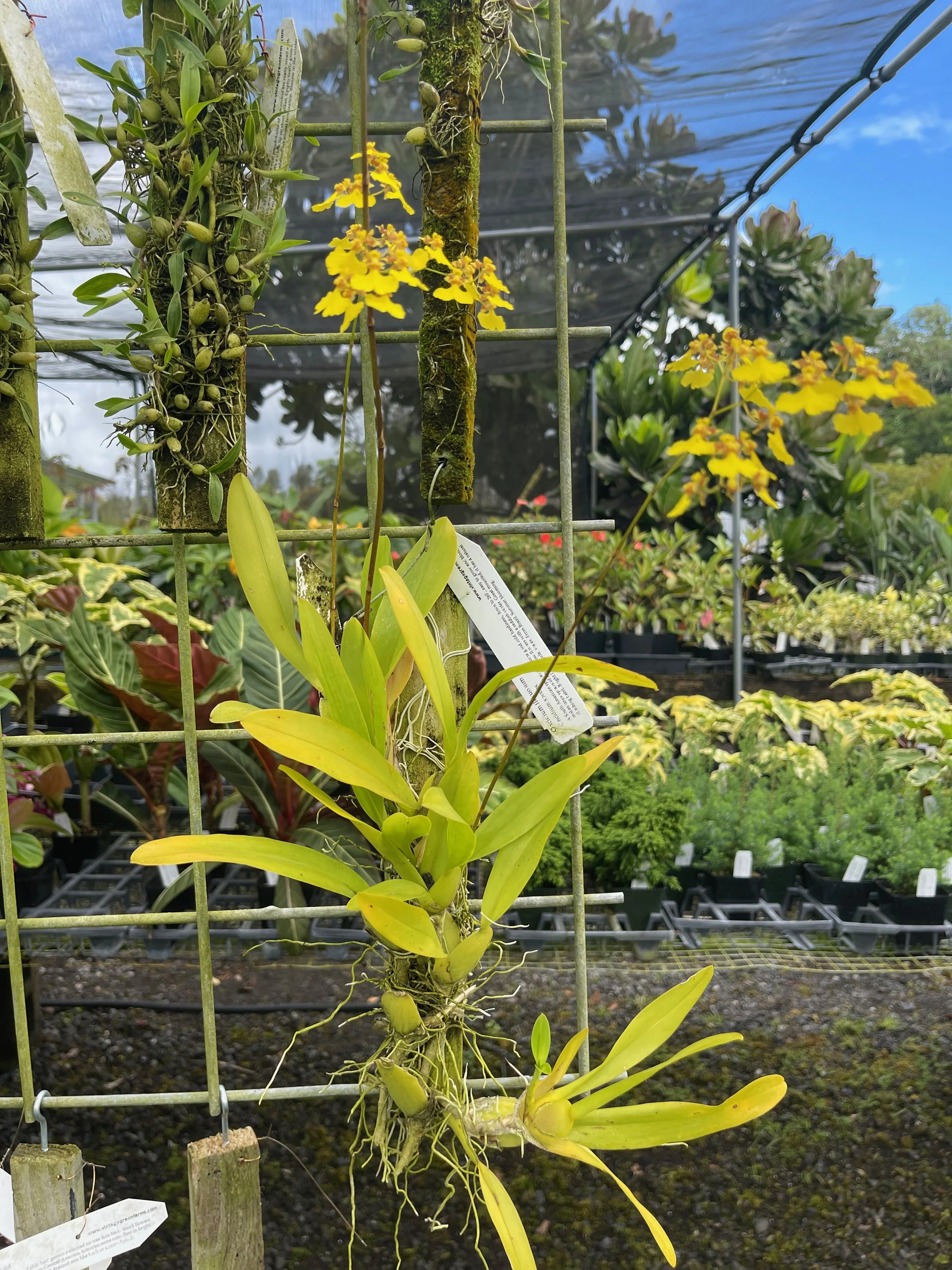 Oncidium flexuosum.jpeg