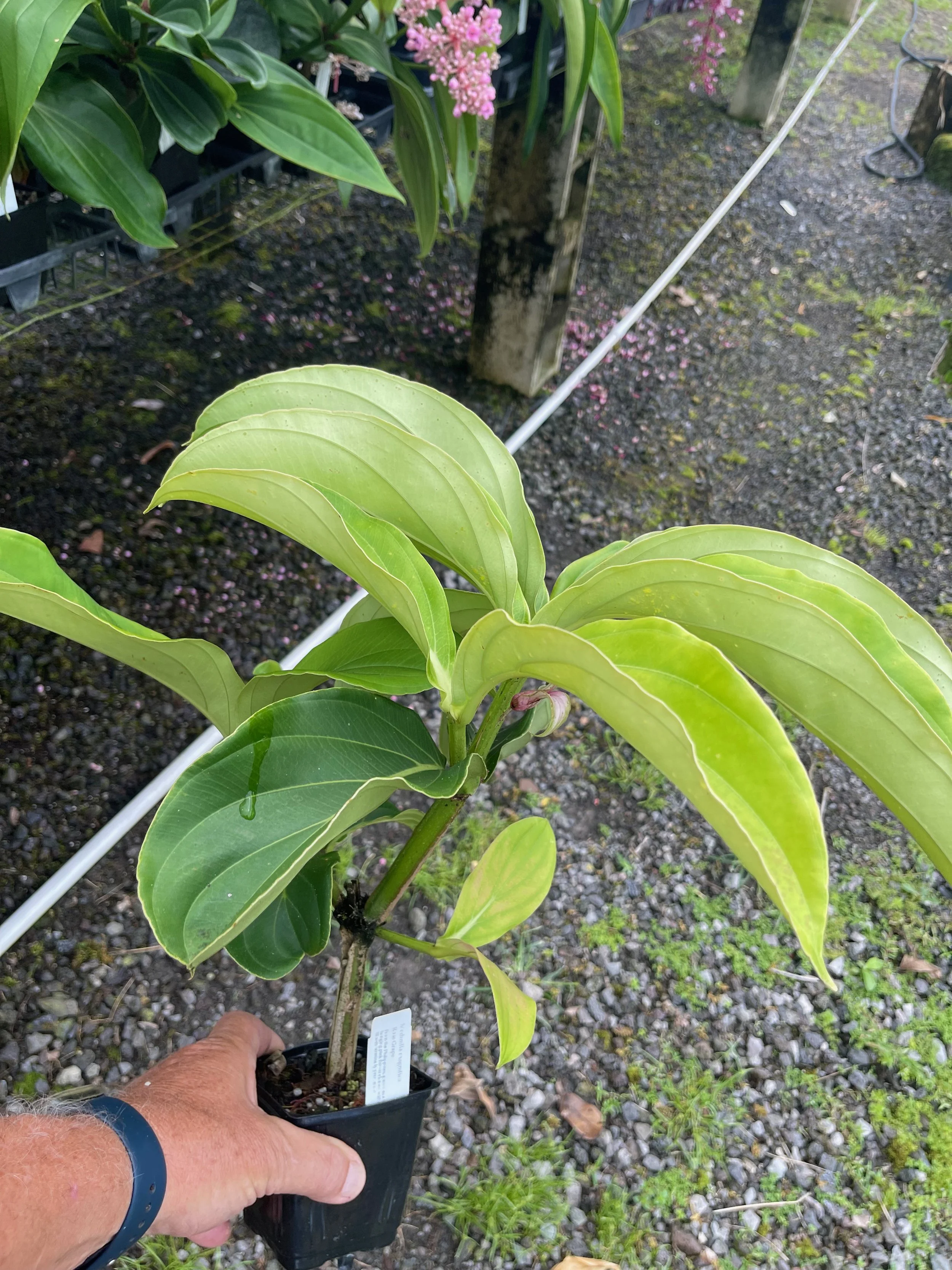 Medinilla magnifica.jpeg