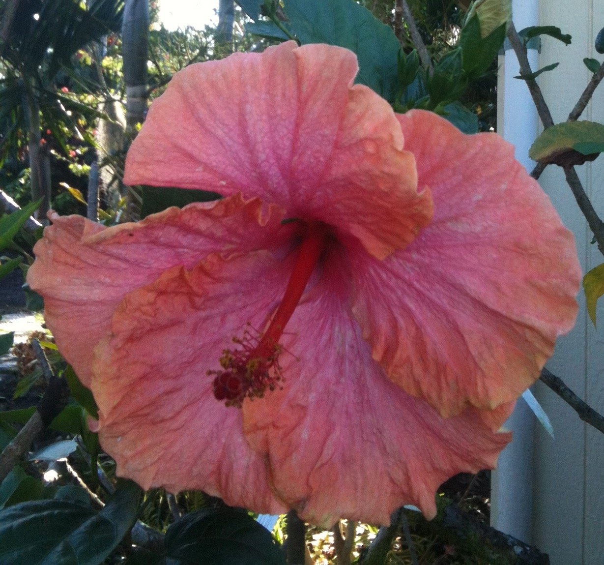 Hibiscus rosa-sinensis ‘Ross Esty’ (3).jpeg