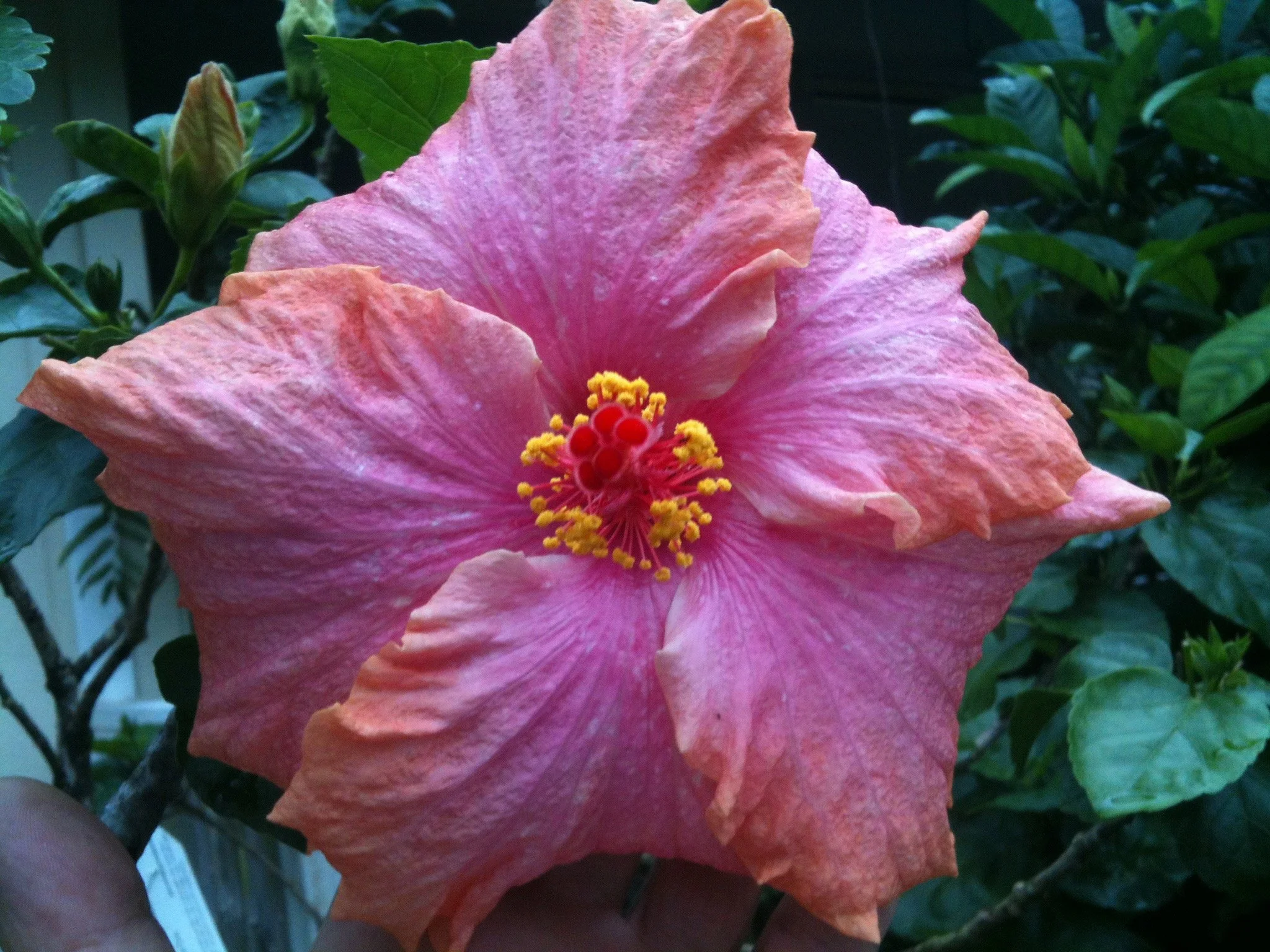 Hibiscus rosa-sinensis ‘Ross Esty’ (2).jpeg