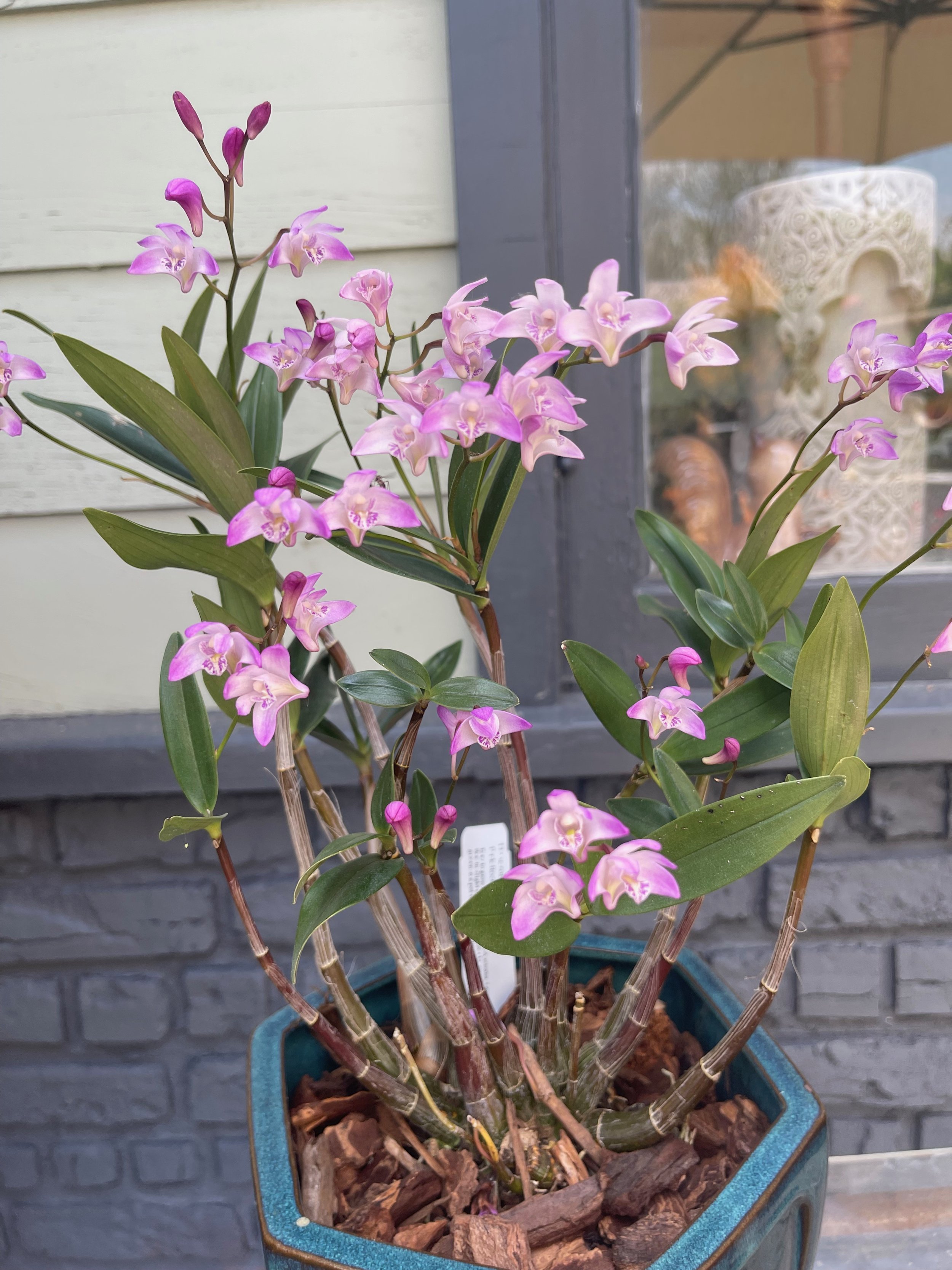 Dendrobium kingianum (1).jpeg