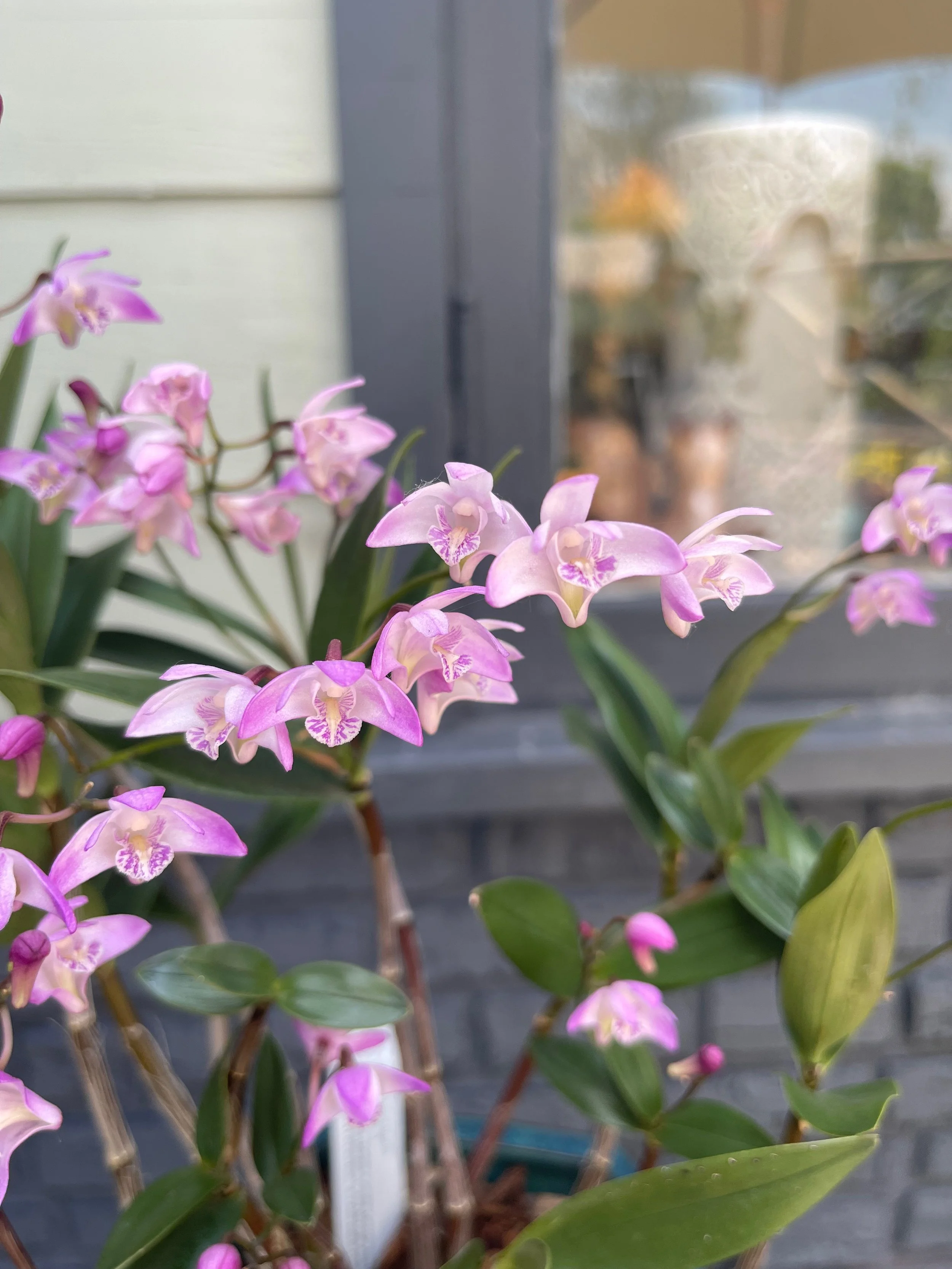 Dendrobium kingianum (2).jpeg