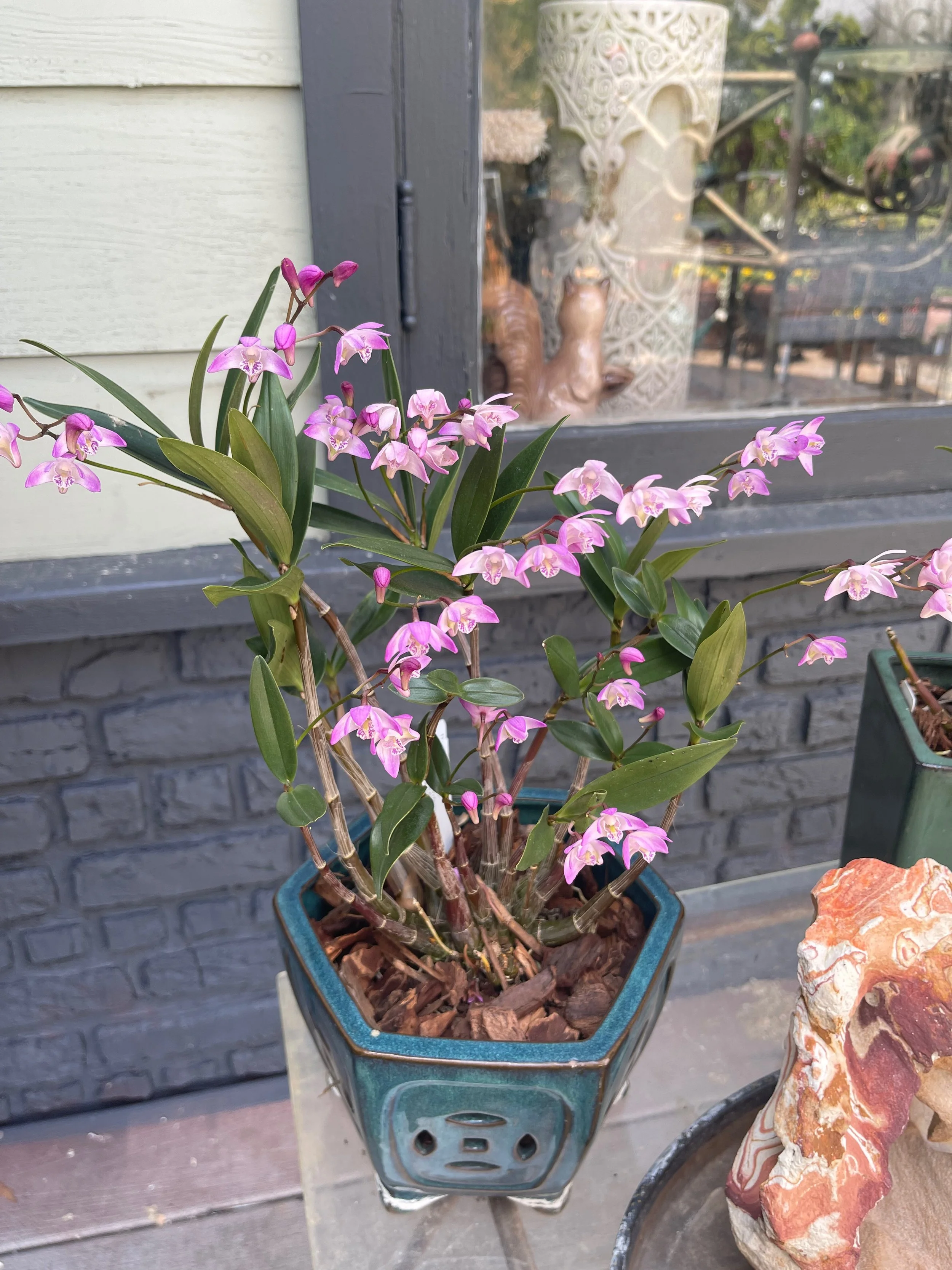 Dendrobium kingianum.jpeg