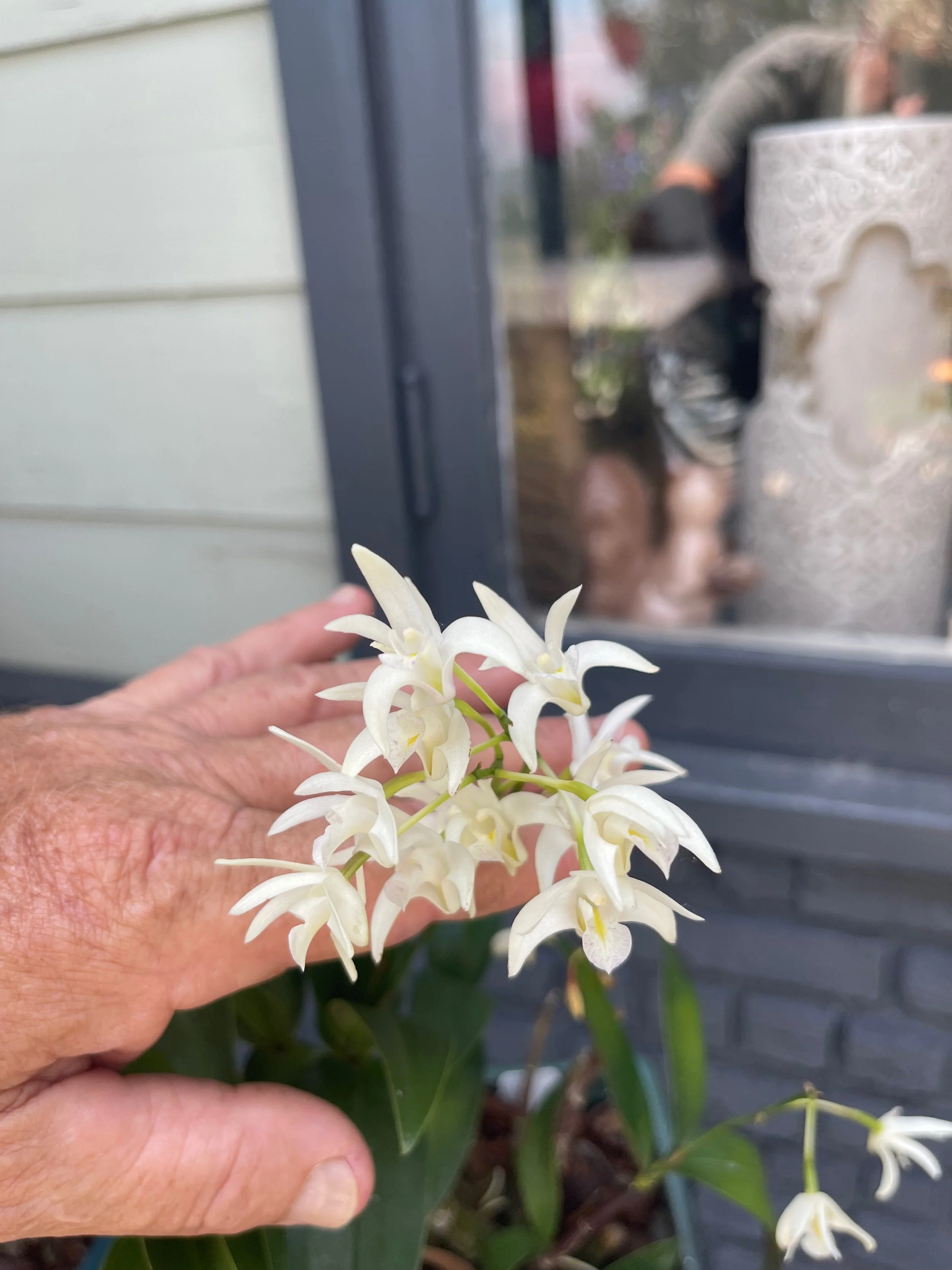 Dendrobium kingianum album (1).jpeg
