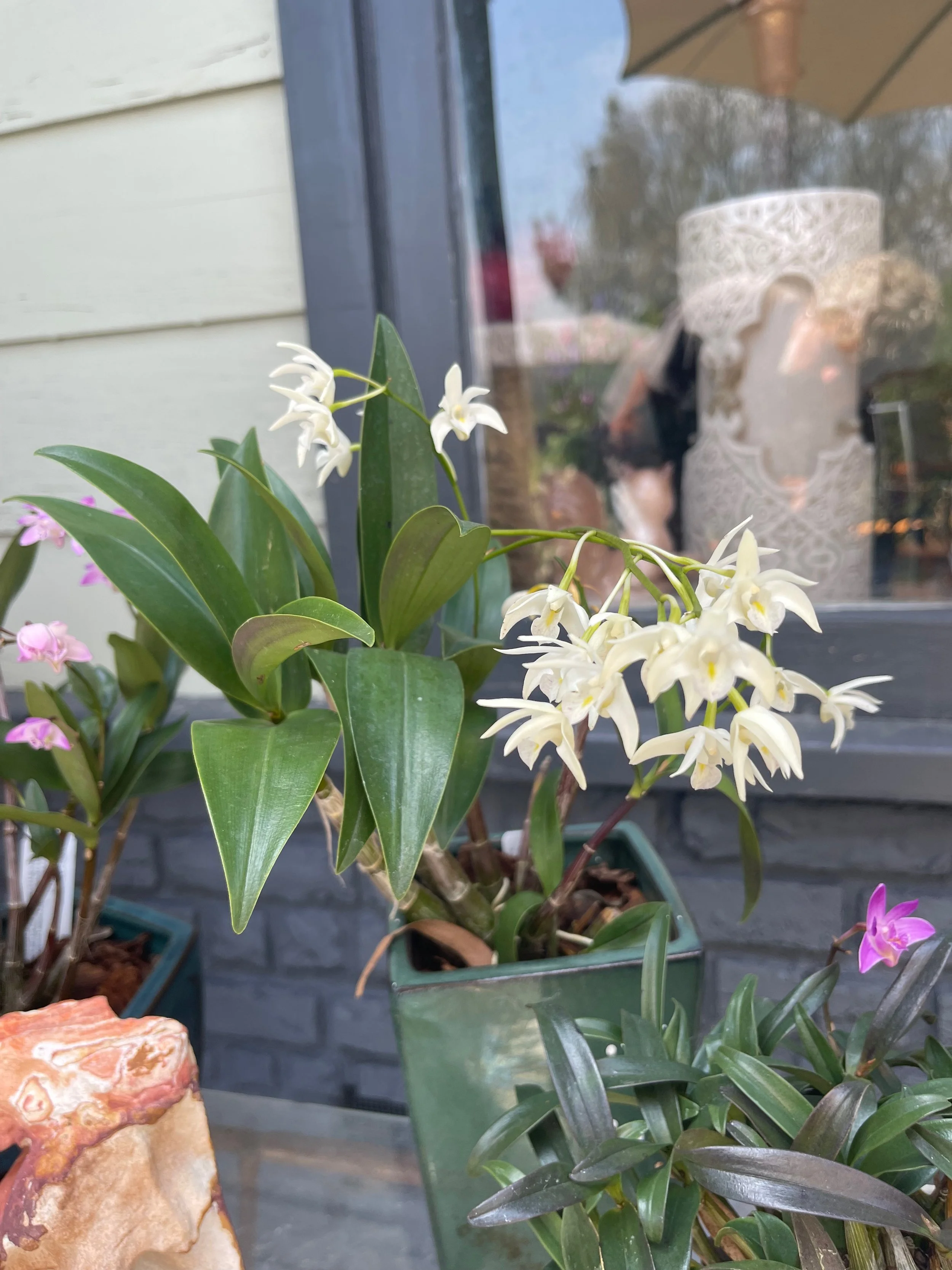 Dendrobium kingianum album.jpeg