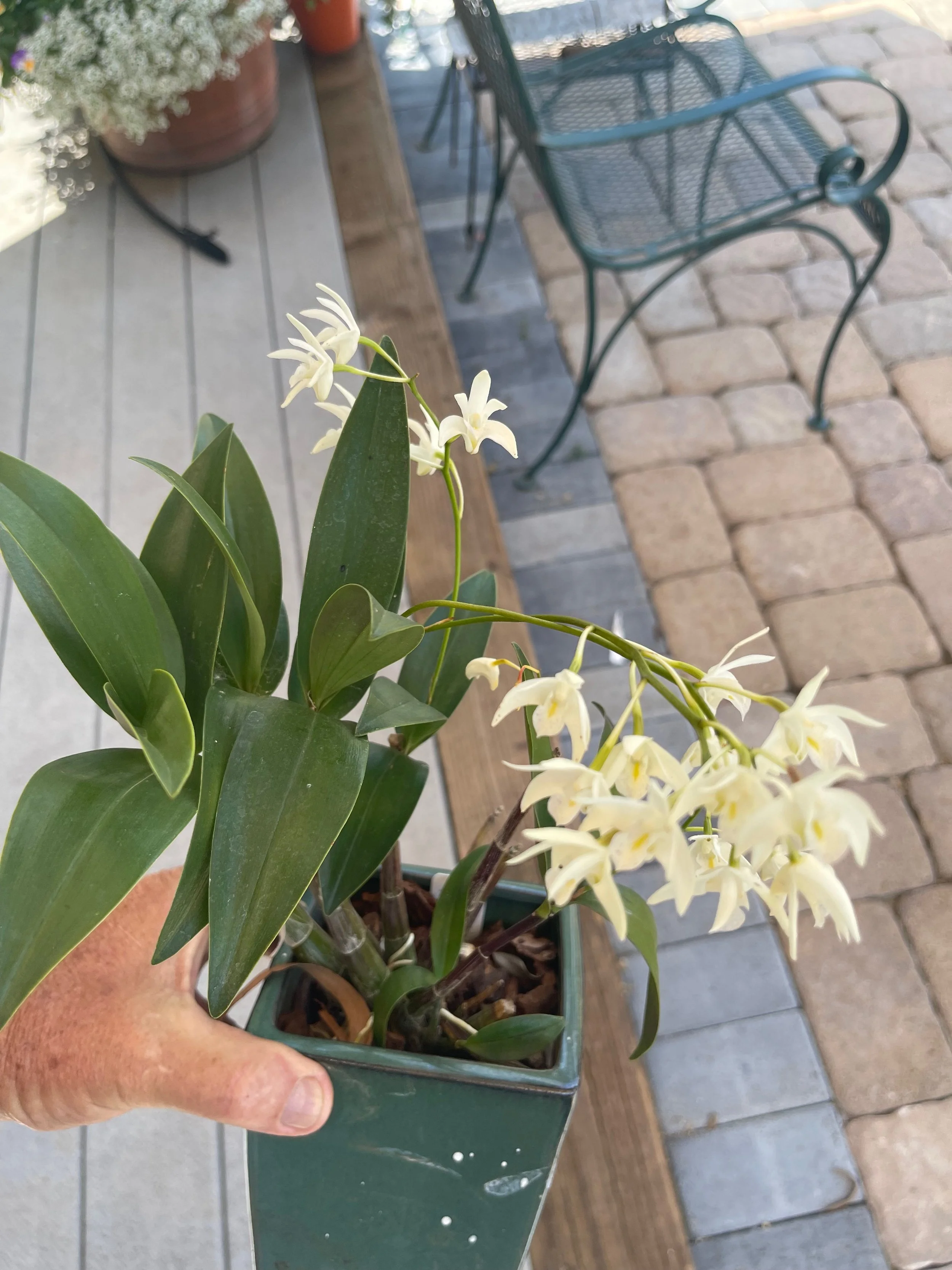 Dendrobium kingianum album (2).jpeg