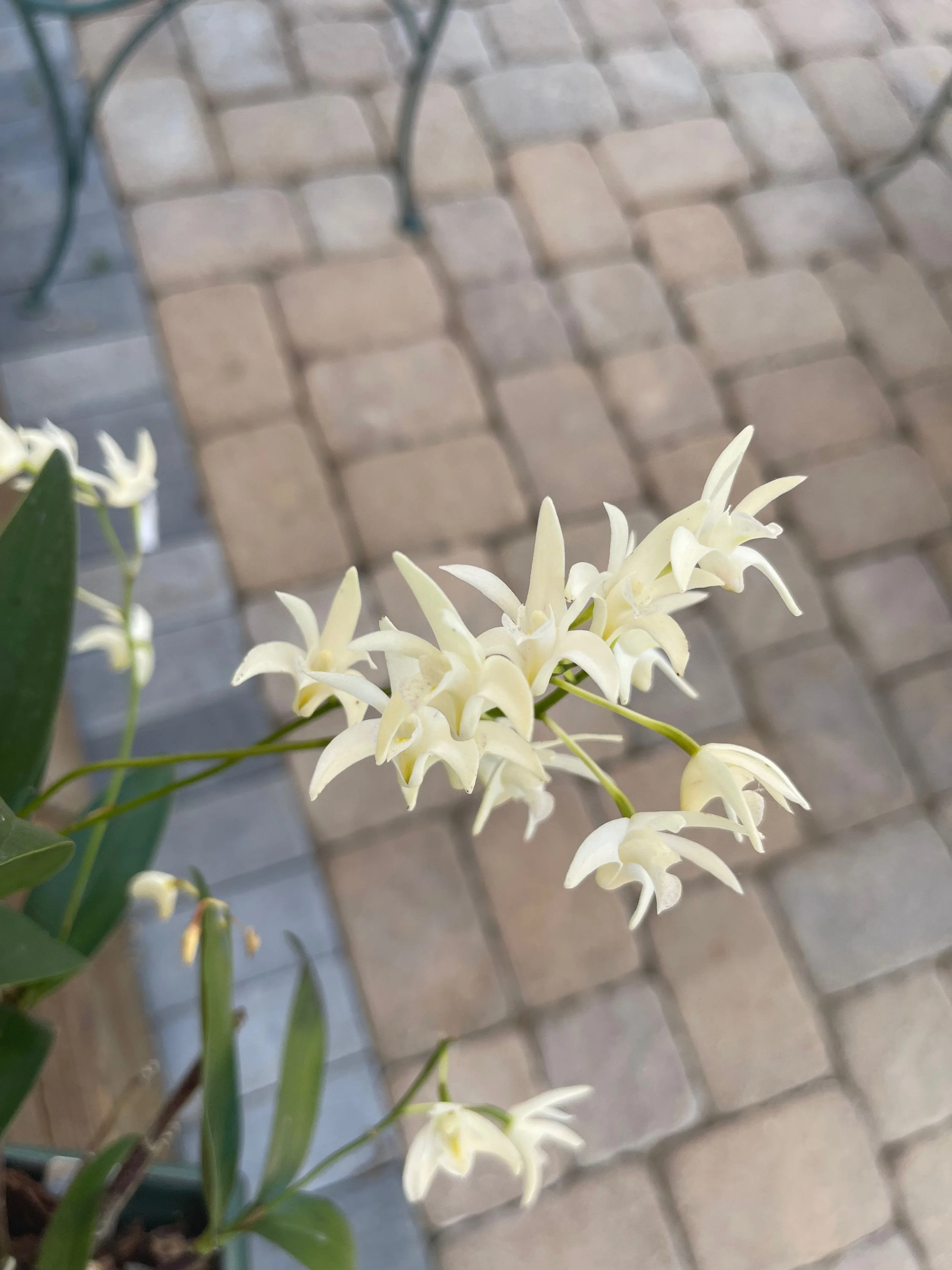 Dendrobium kingianum album (3).jpeg