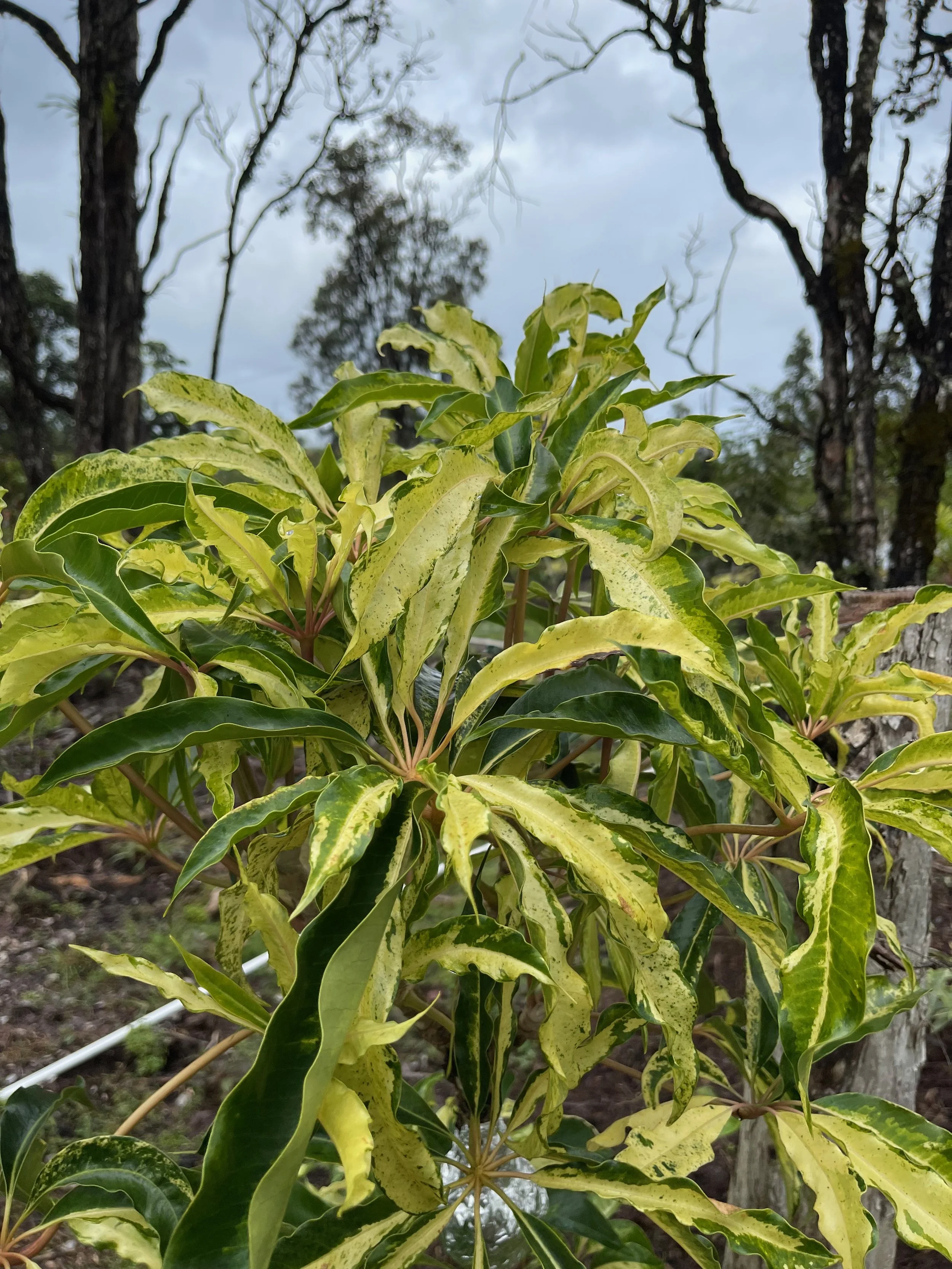 Schefflera pueckleri variegata (2)  (Tupidanthus calyptratus).jpeg