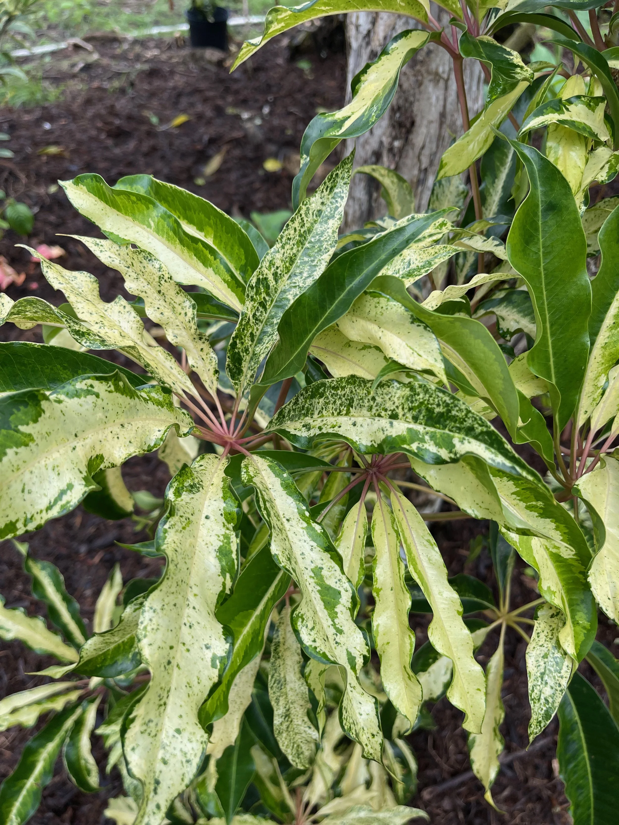 Schefflera pueckleri variegata (2)  (Tupidanthus calyptratus) (1).jpeg