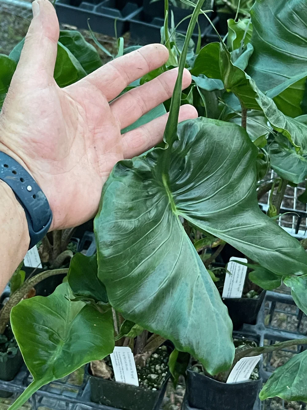 Alocasia macrorrhiza 'Stingray'  Vintage Green Farms with Tom Piergrossi
