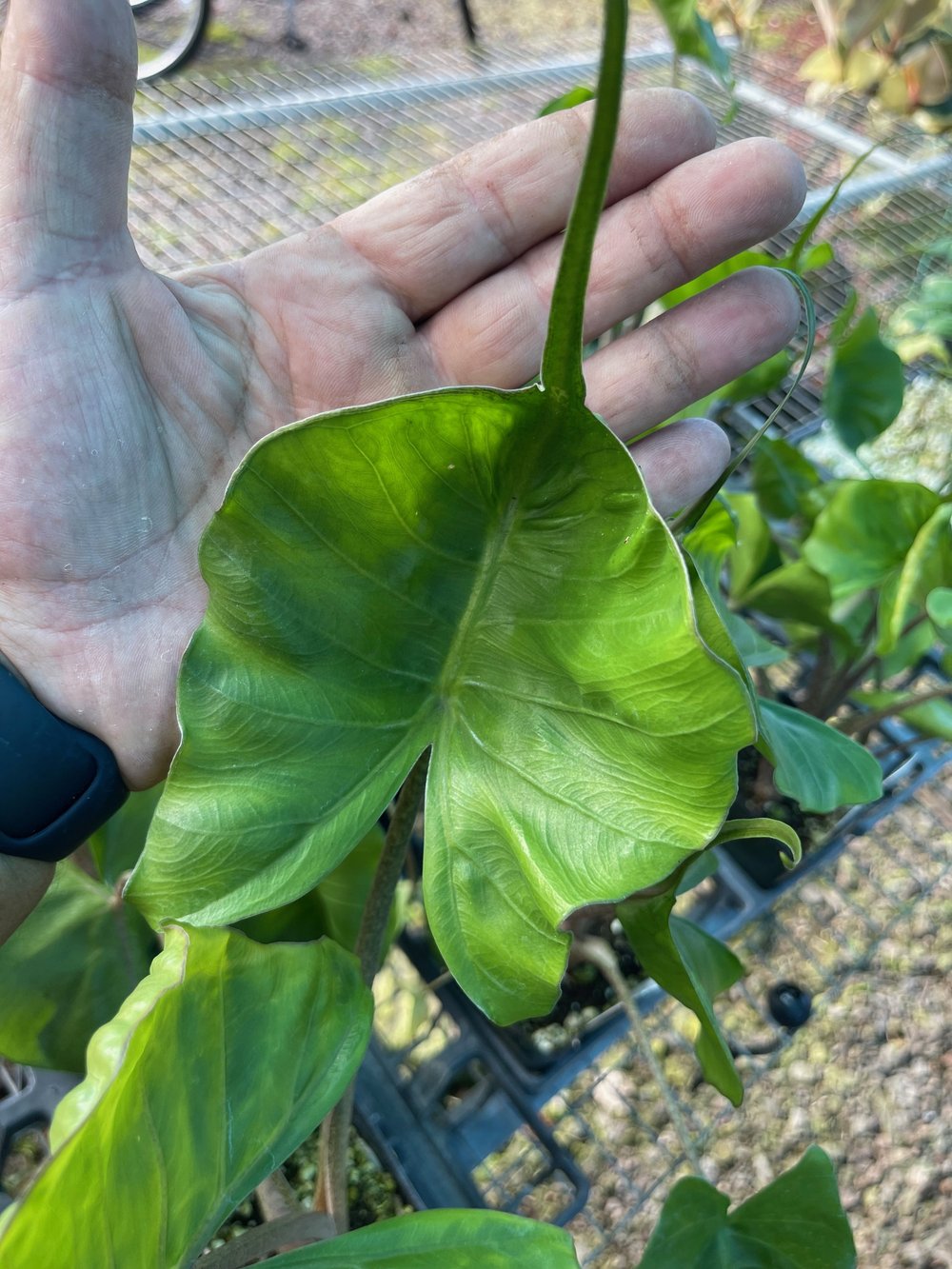 Alocasia macrorrhiza 'Stingray'  Vintage Green Farms with Tom Piergrossi