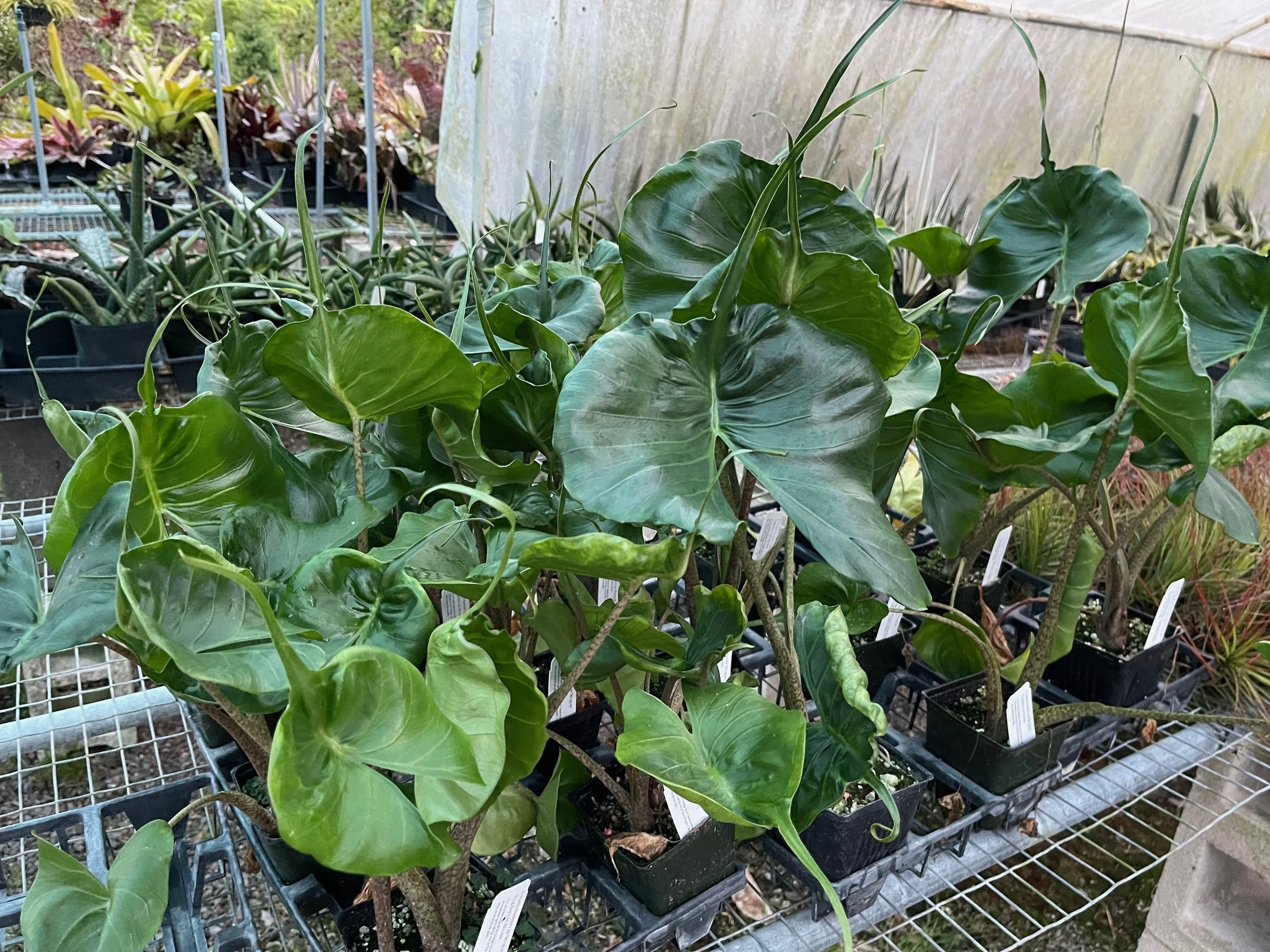 Alocasia macrorrhiza ‘Stingray’ (3).jpeg