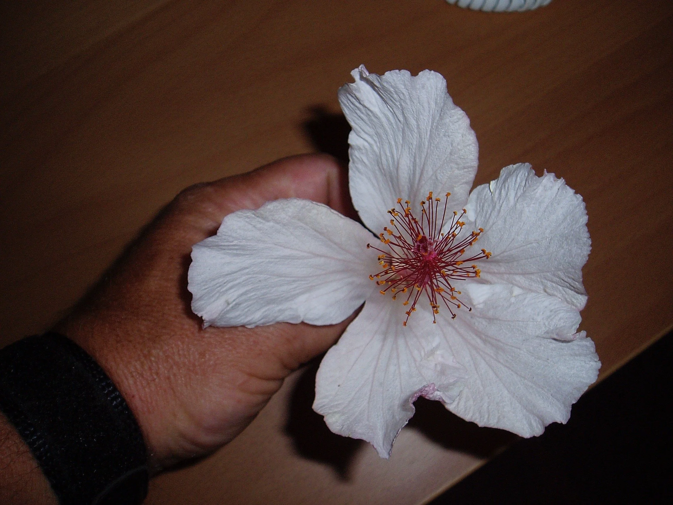 Hibiscus arnottianus.jpeg
