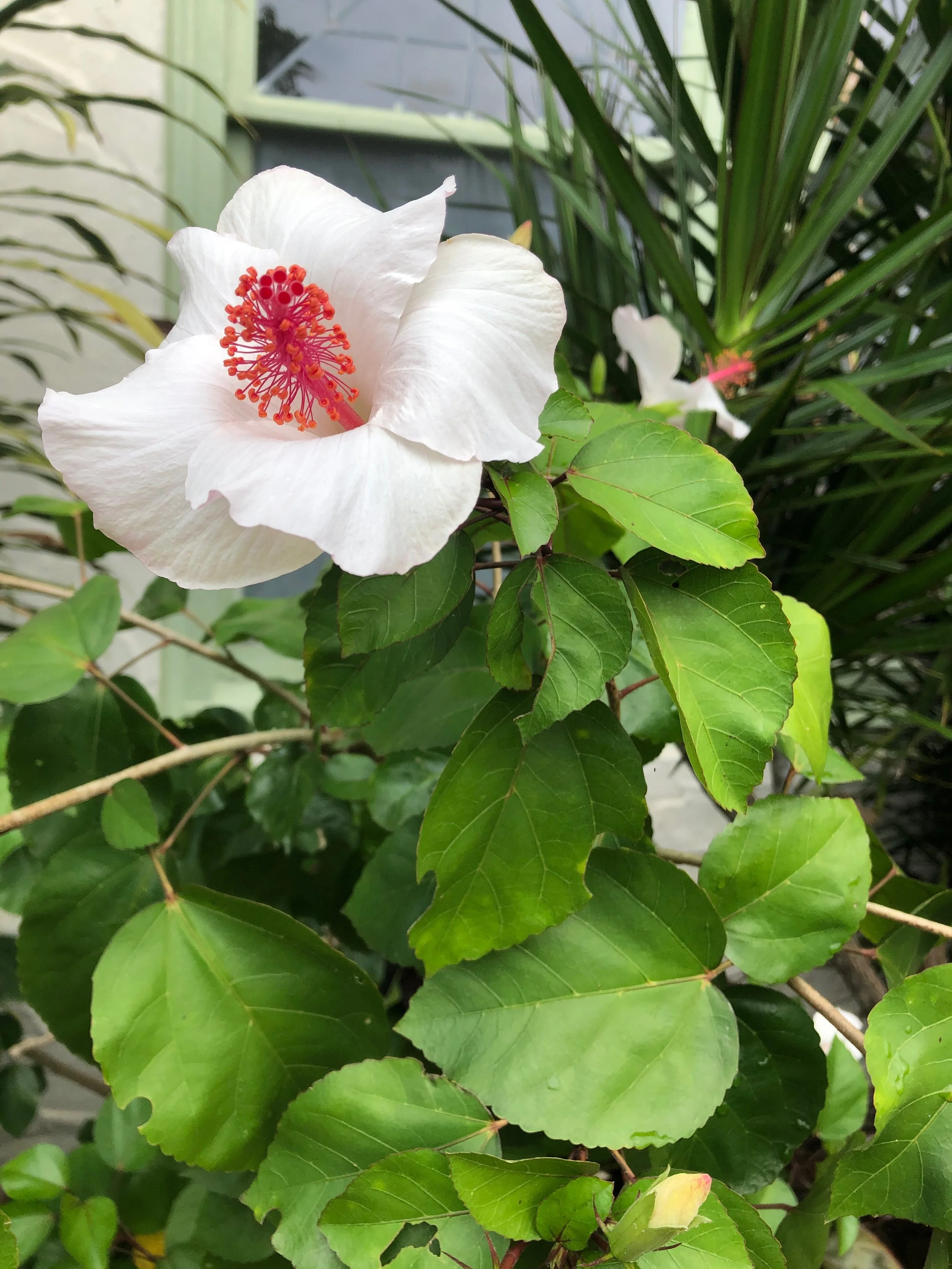 Hibiscus arnottianus (1).jpeg