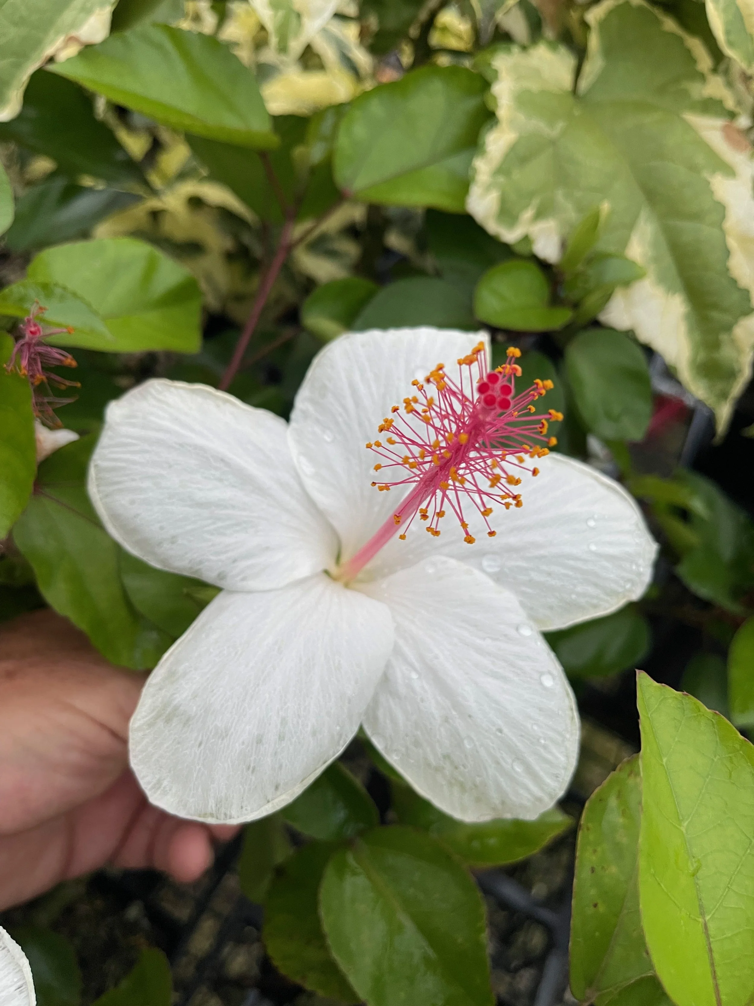 Hibiscus arnottianus (hilo).jpeg