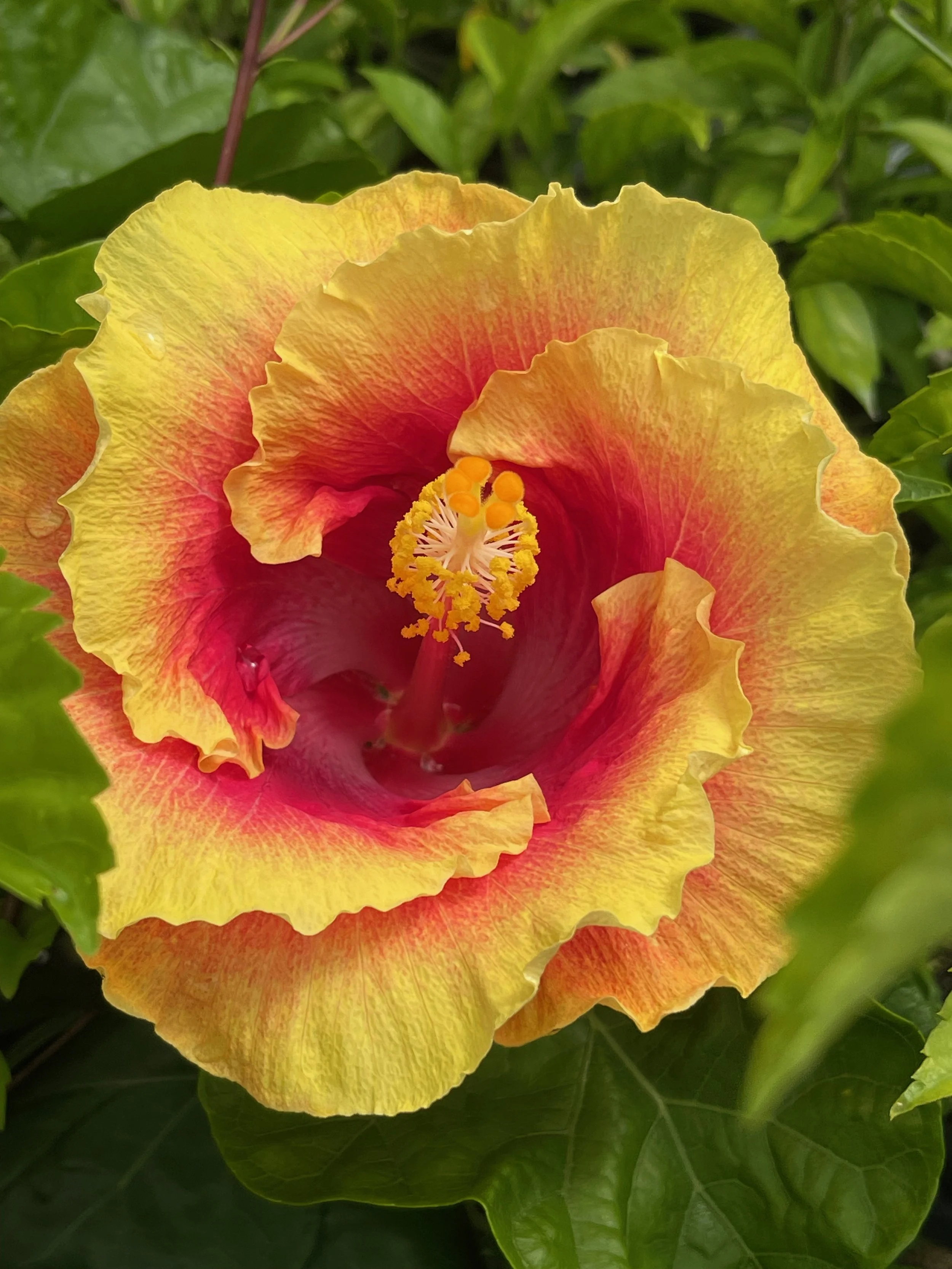 Hibiscus rosa-sinensis 'Bon Temp' (2).jpeg
