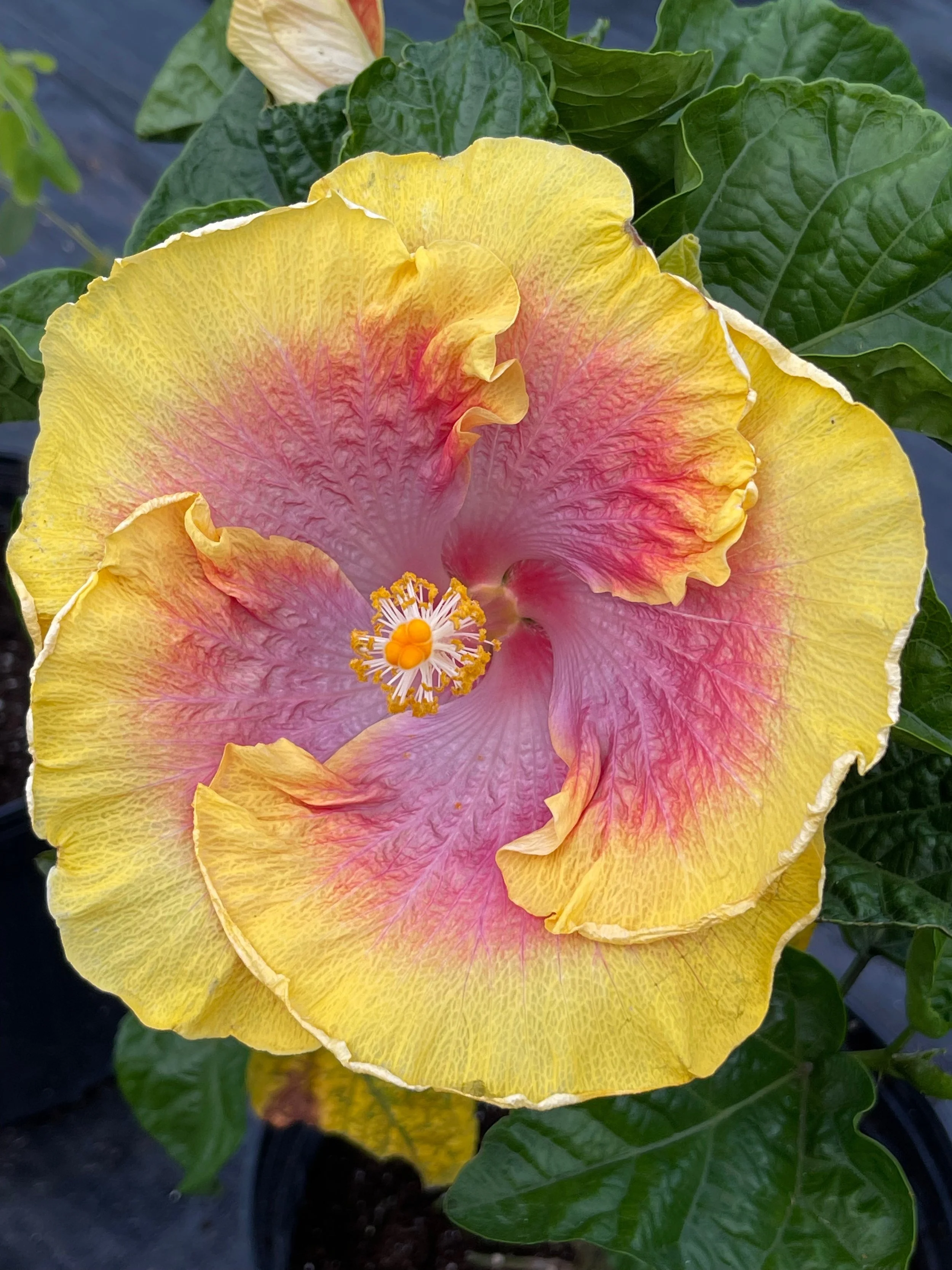 Hibiscus rosa-sinensis 'Bon Temp'.jpeg