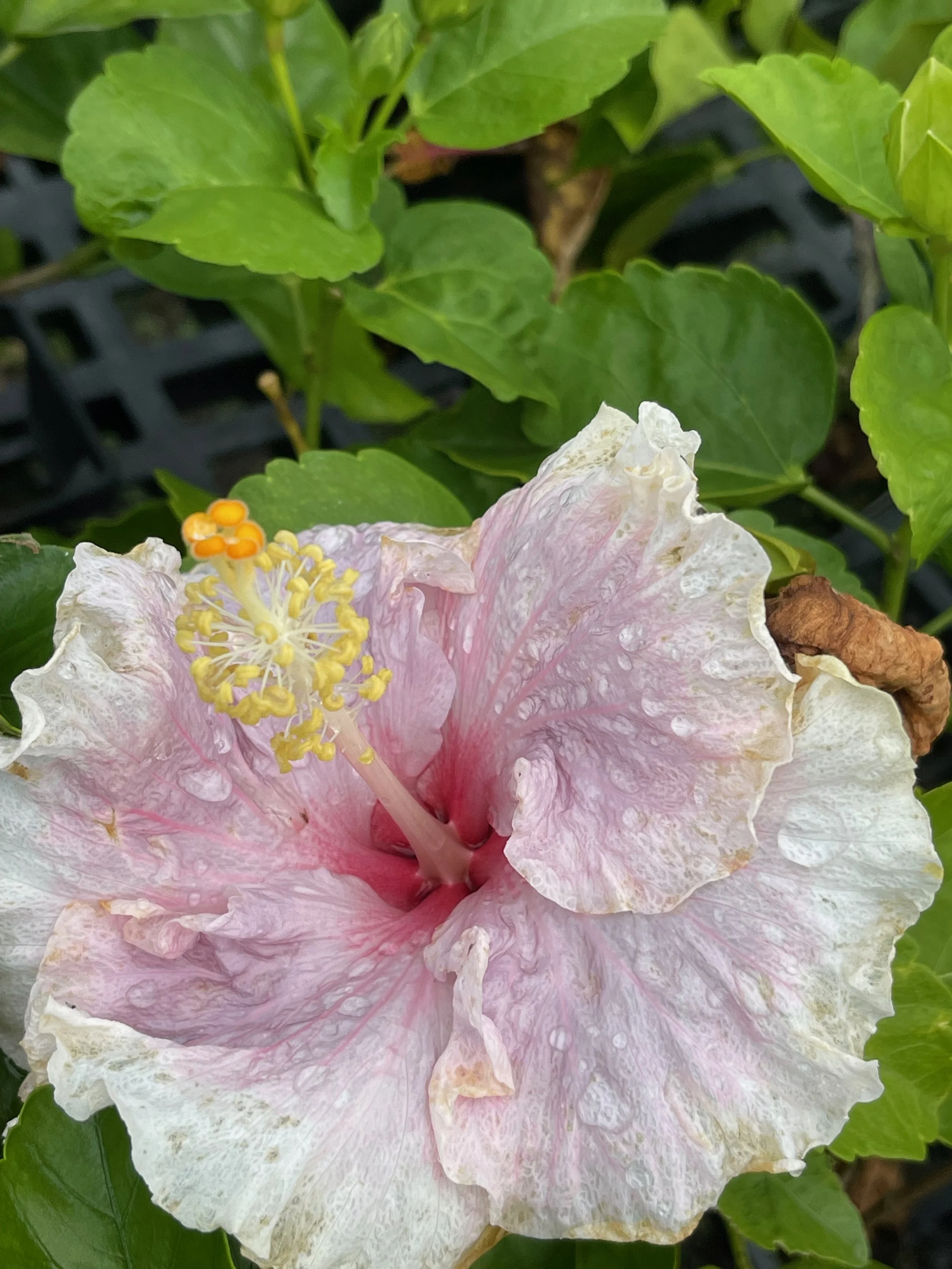 Hibiscus rosa-sinensis 'C'est Bon' (6).jpeg