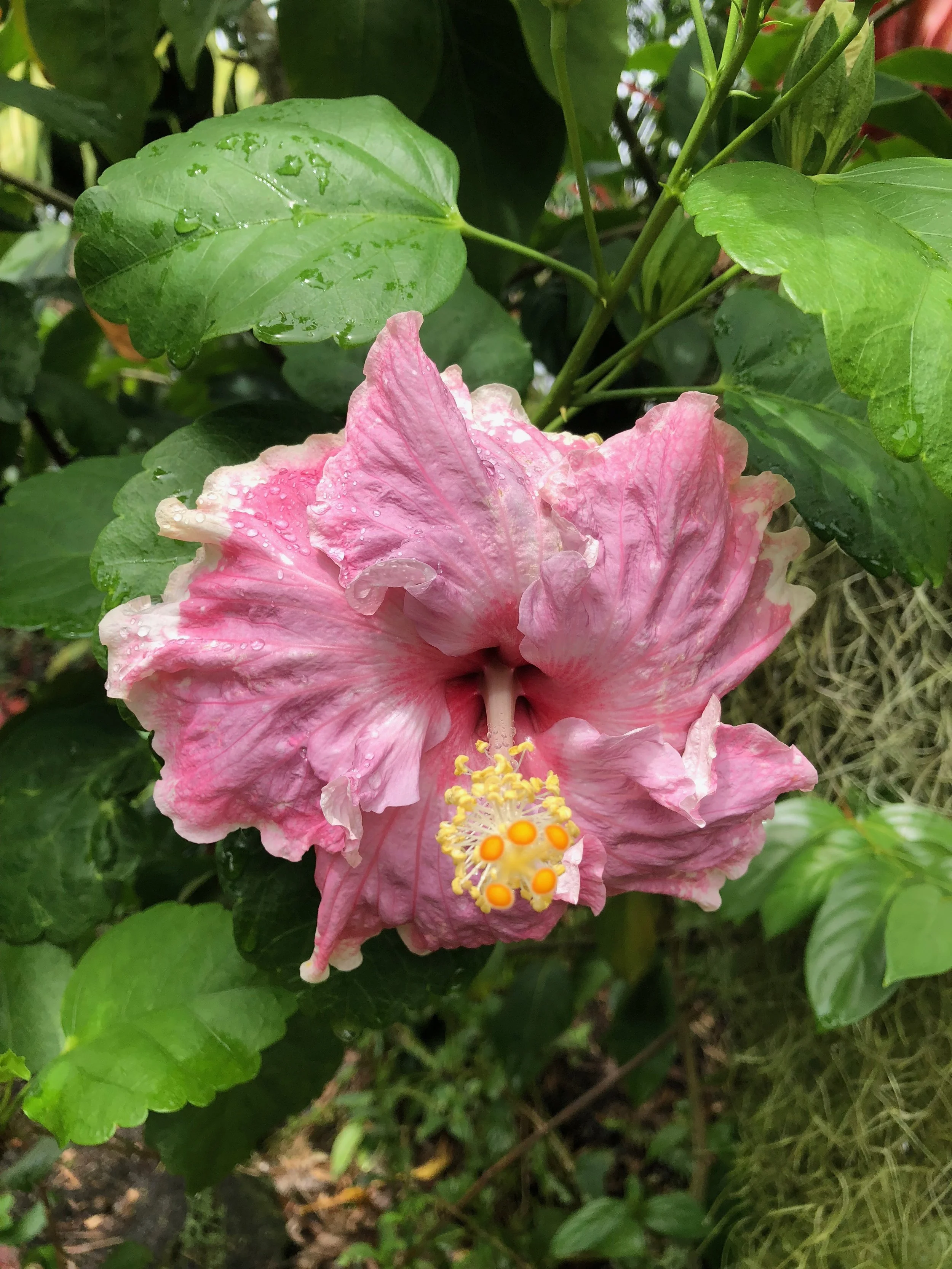 Hibiscus rosa-sinensis 'C'est Bon' (1).jpeg