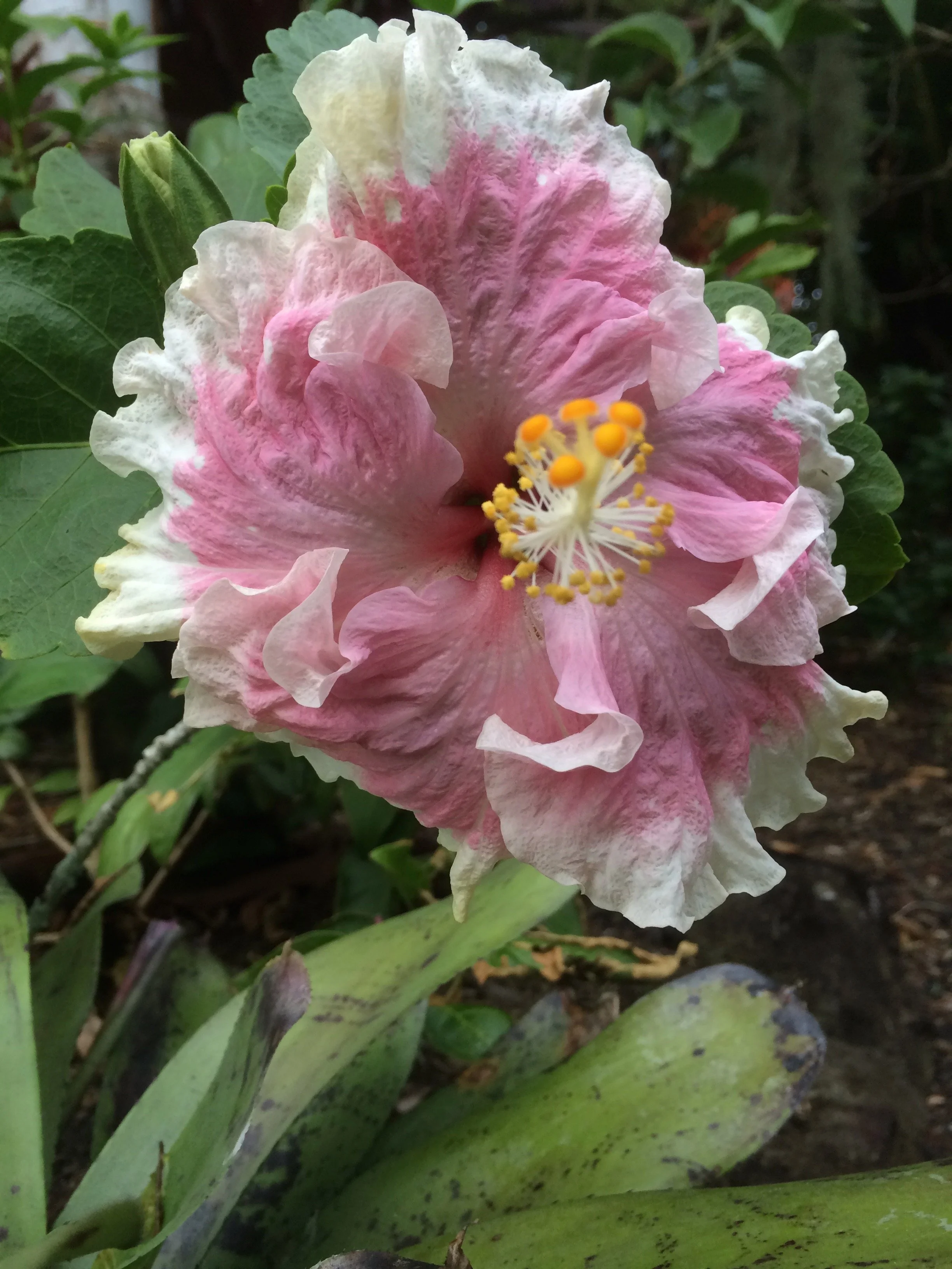 Hibiscus rosa-sinensis 'C'est Bon' (3).jpeg