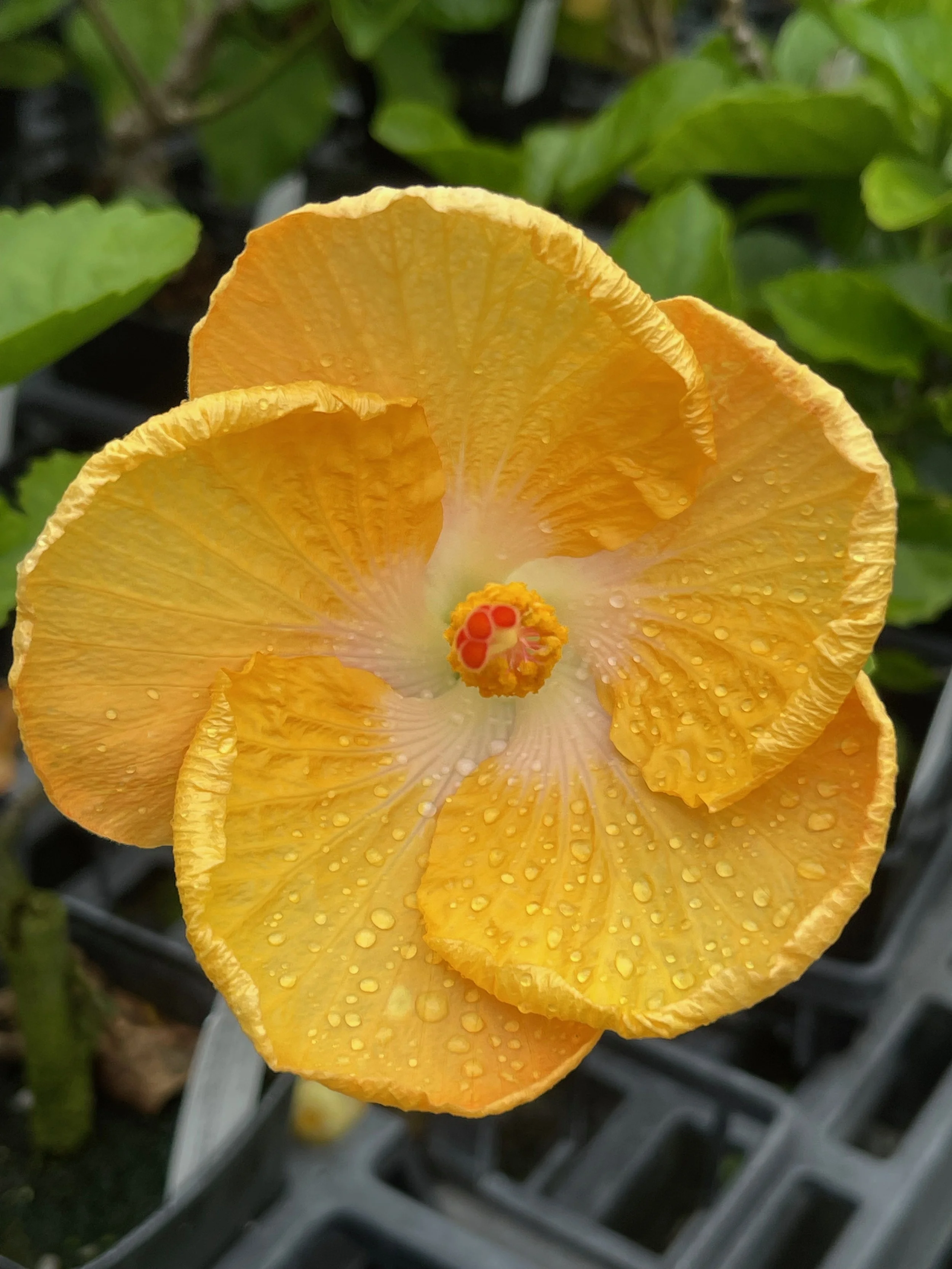 Hibiscus rosa-sinensis 'Celia' (1).jpeg