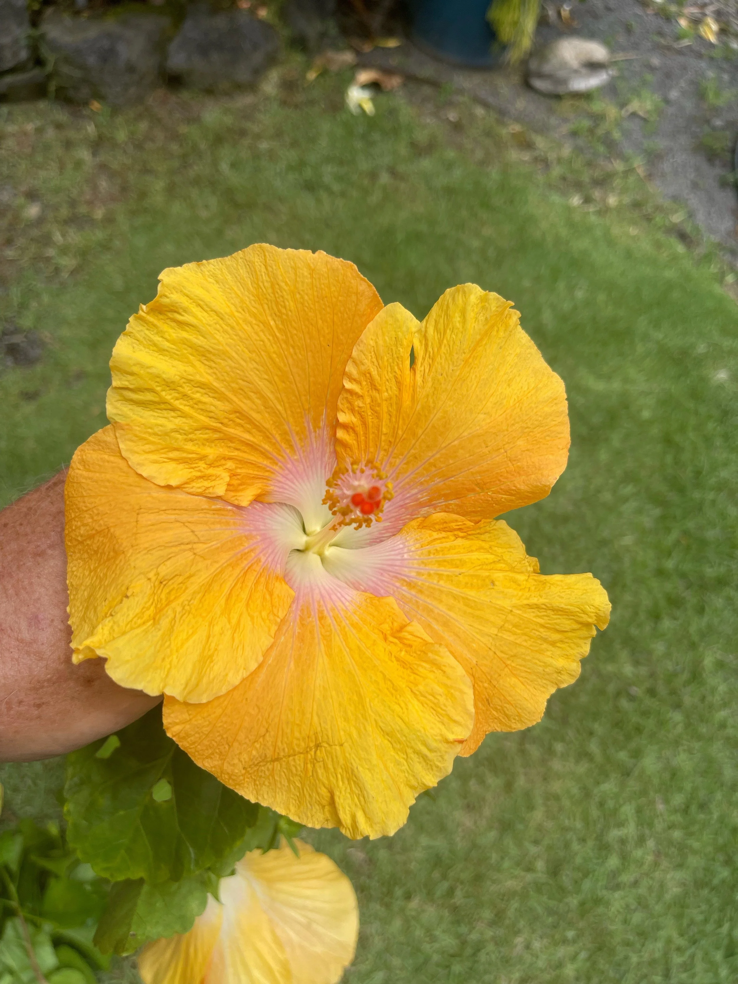 Hibiscus rosa-sinensis 'Celia'.jpeg