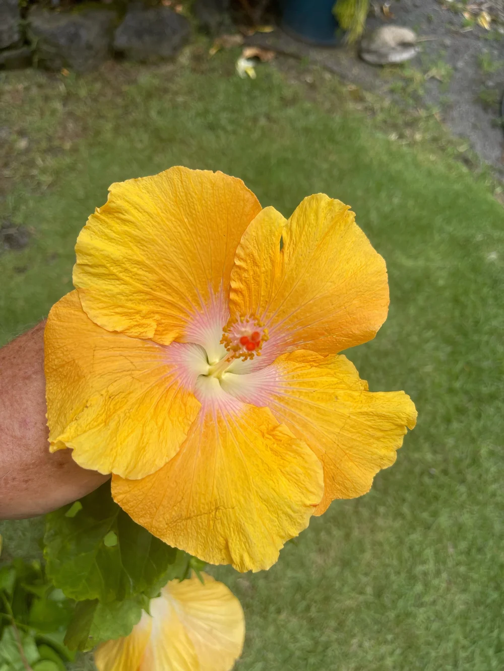Hibiscus Rosa Sinensis