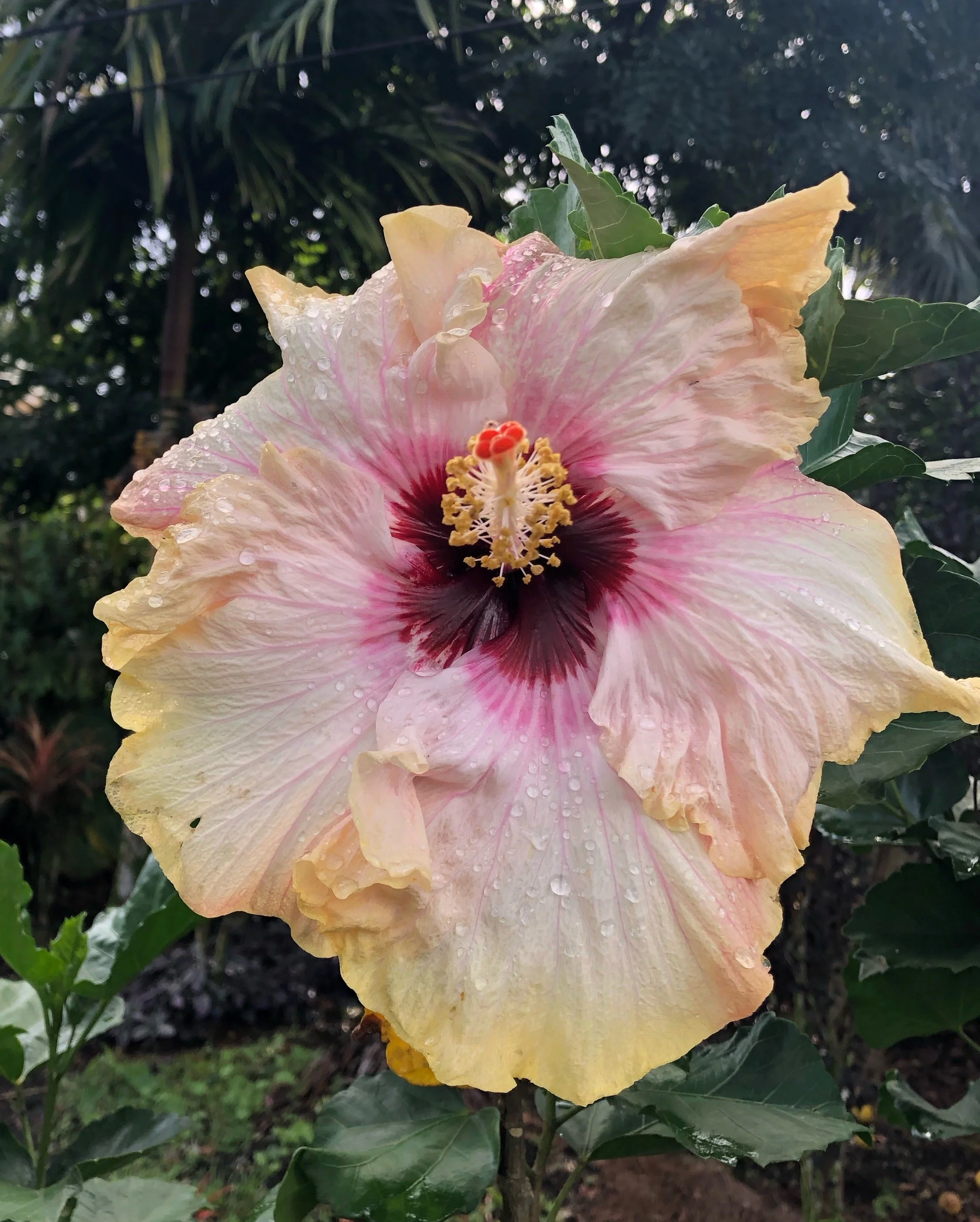 Hibiscus rosa-sinensis 'Hawaiian Big Kahuna' (1).jpeg