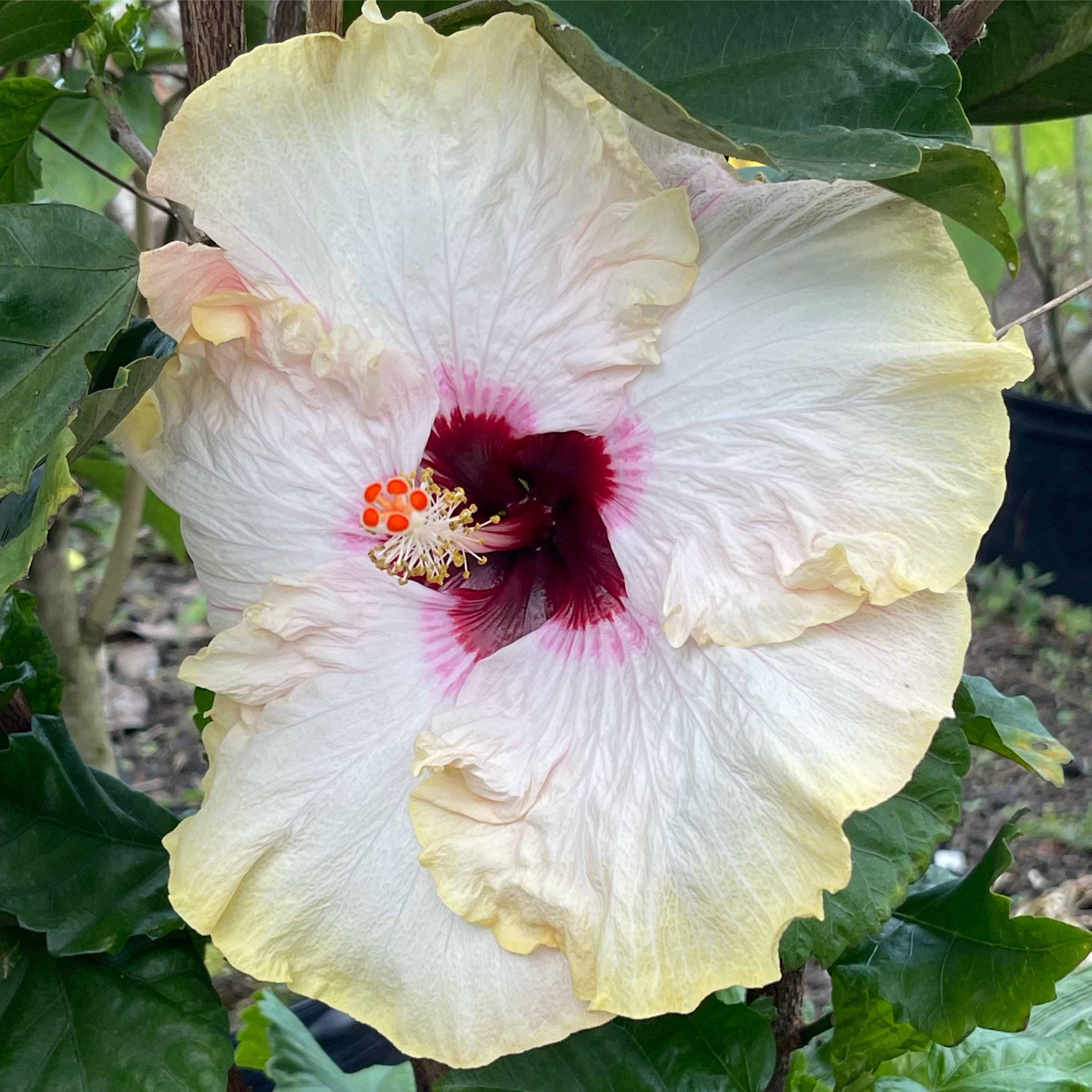 Hibiscus rosa-sinensis 'Hawaiian Big Kahuna' (2).jpeg