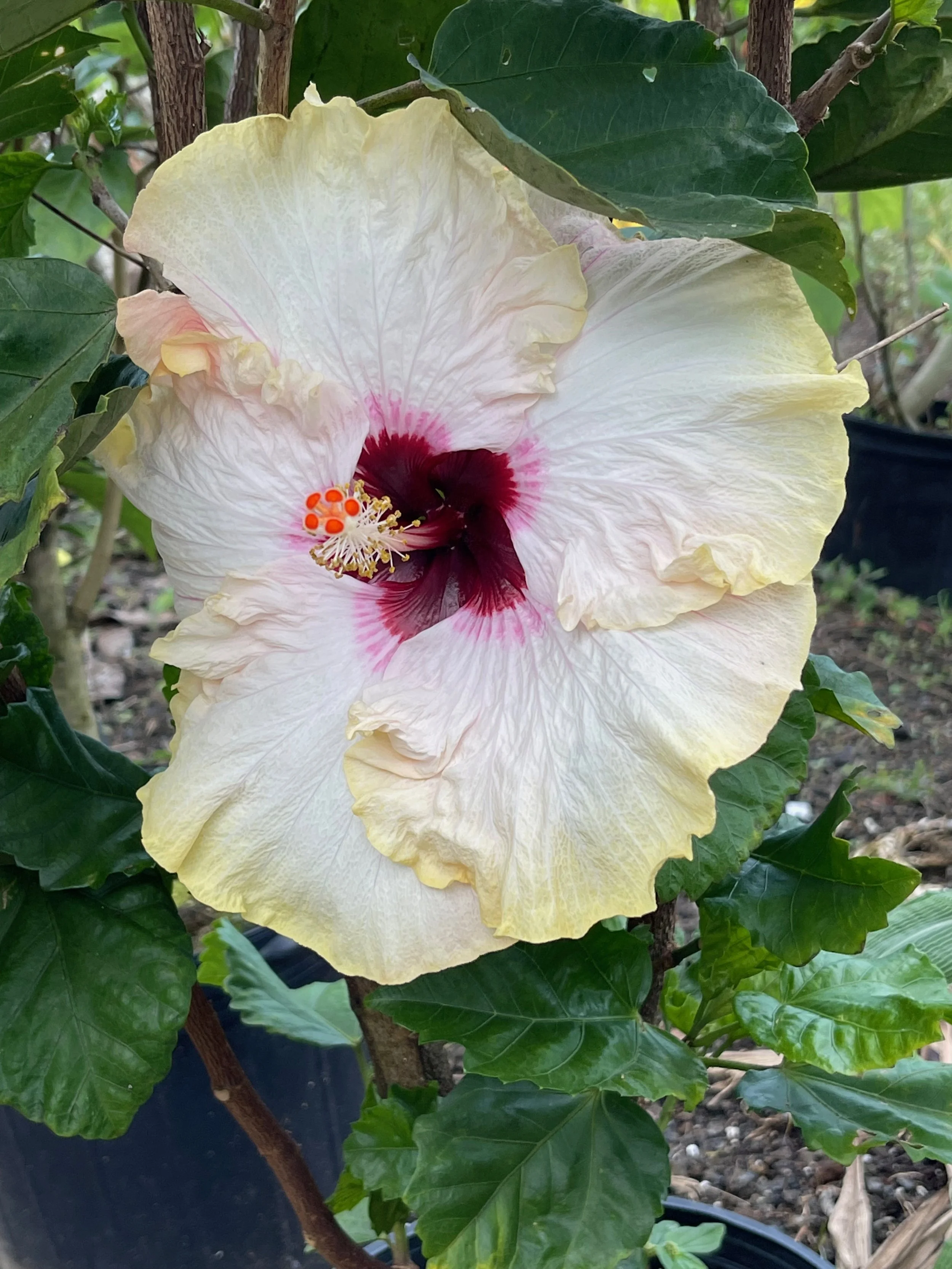 Hibiscus rosa-sinensis 'Hawaiian Big Kahuna' (5).jpeg
