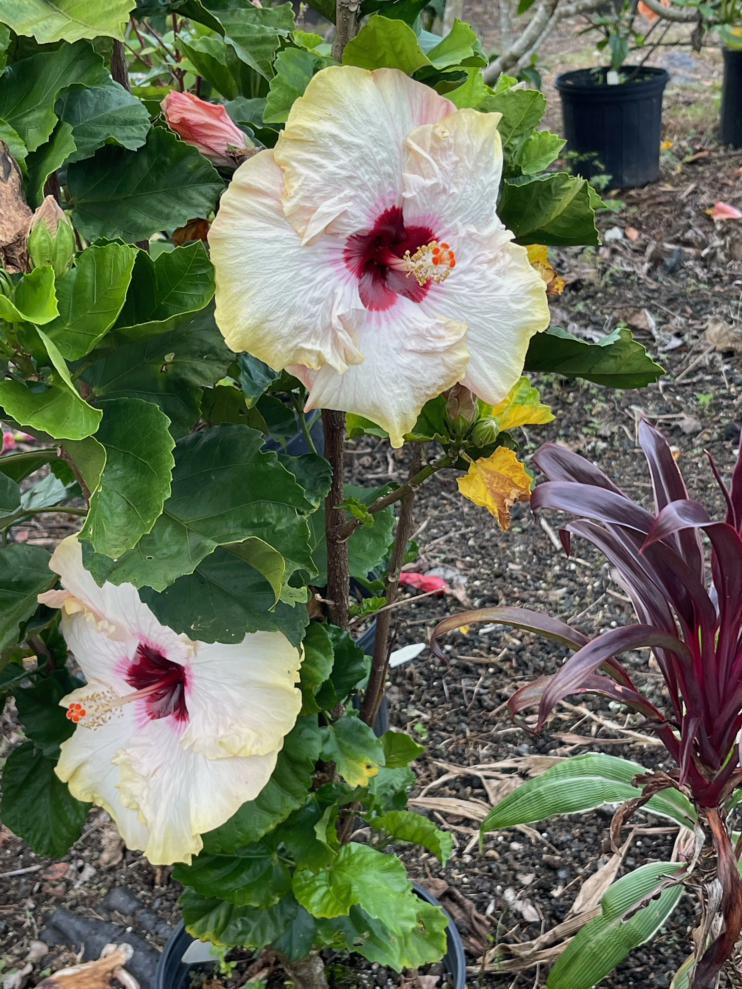 Hibiscus rosa-sinensis 'Hawaiian Big Kahuna' (6).jpeg