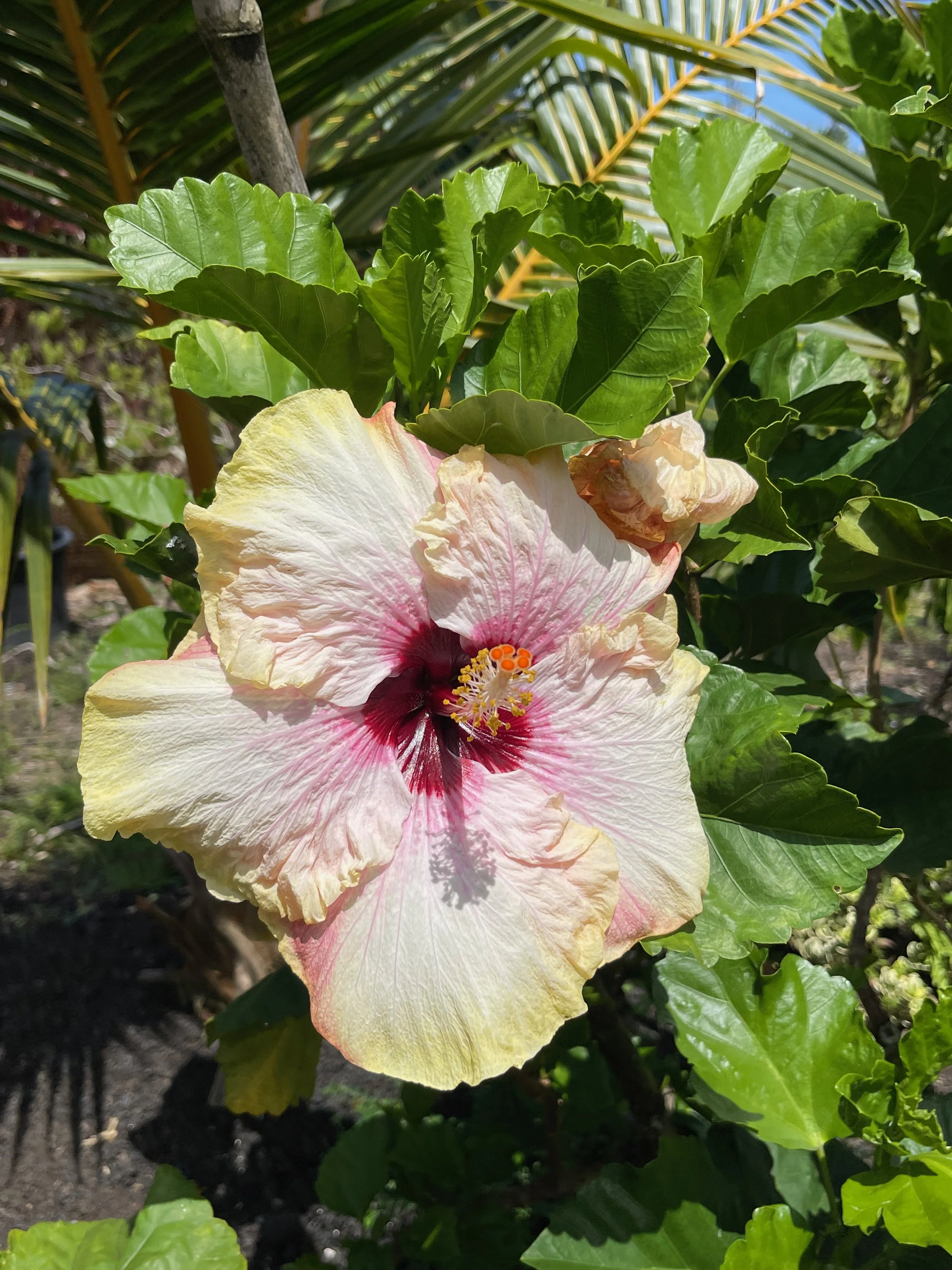 Hibiscus rosa-sinensis 'Hawaiian Big Kahuna' (4).jpeg