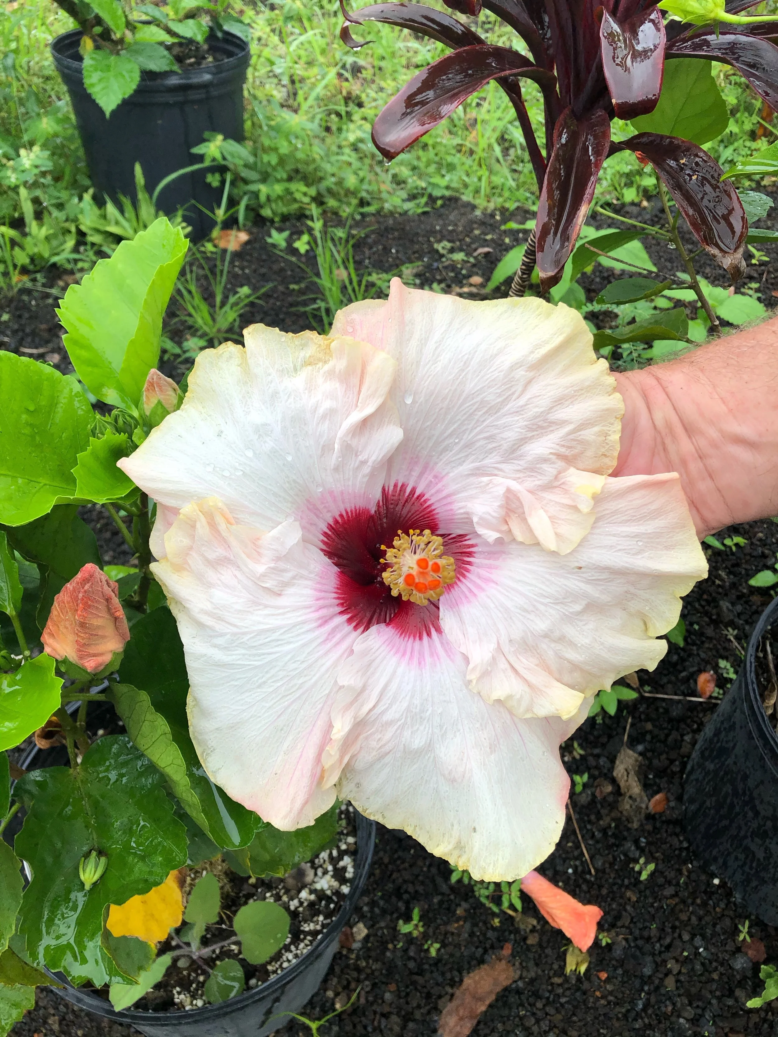 Hibiscus rosa-sinensis 'Hawaiian Big Kahuna'.jpeg