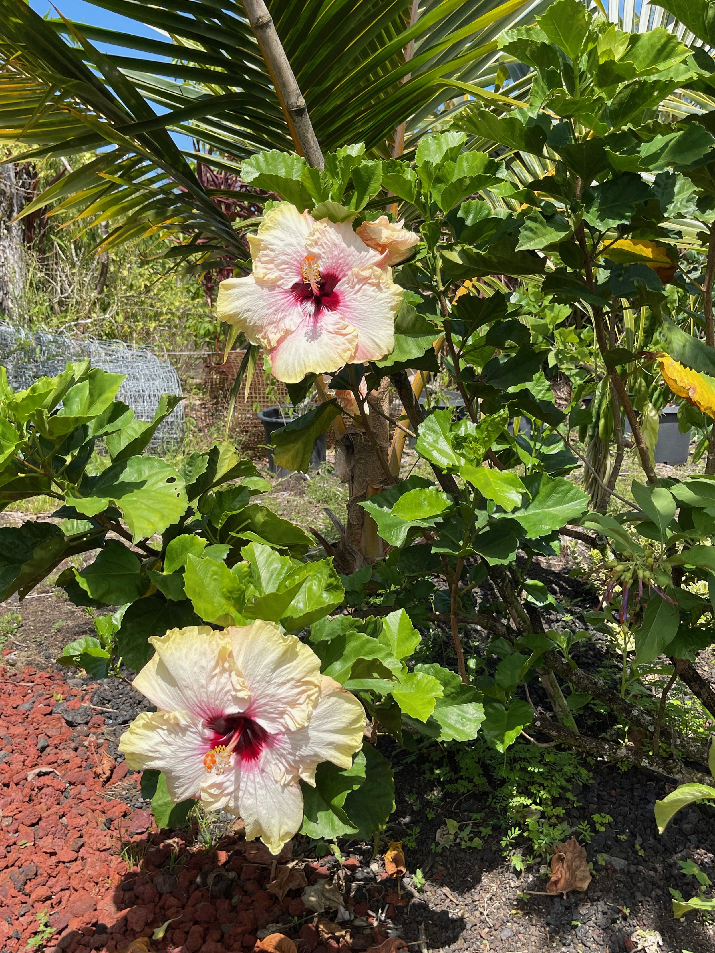 Hibiscus rosa-sinensis 'Hawaiian Big Kahuna' (8).jpeg