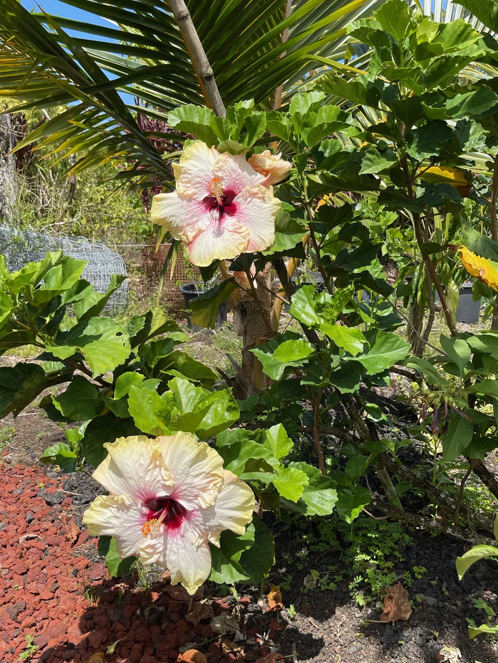 Hibiscus rosa-sinensis 'Hawaiian Big Kahuna'  Vintage Green Farms with Tom  Piergrossi