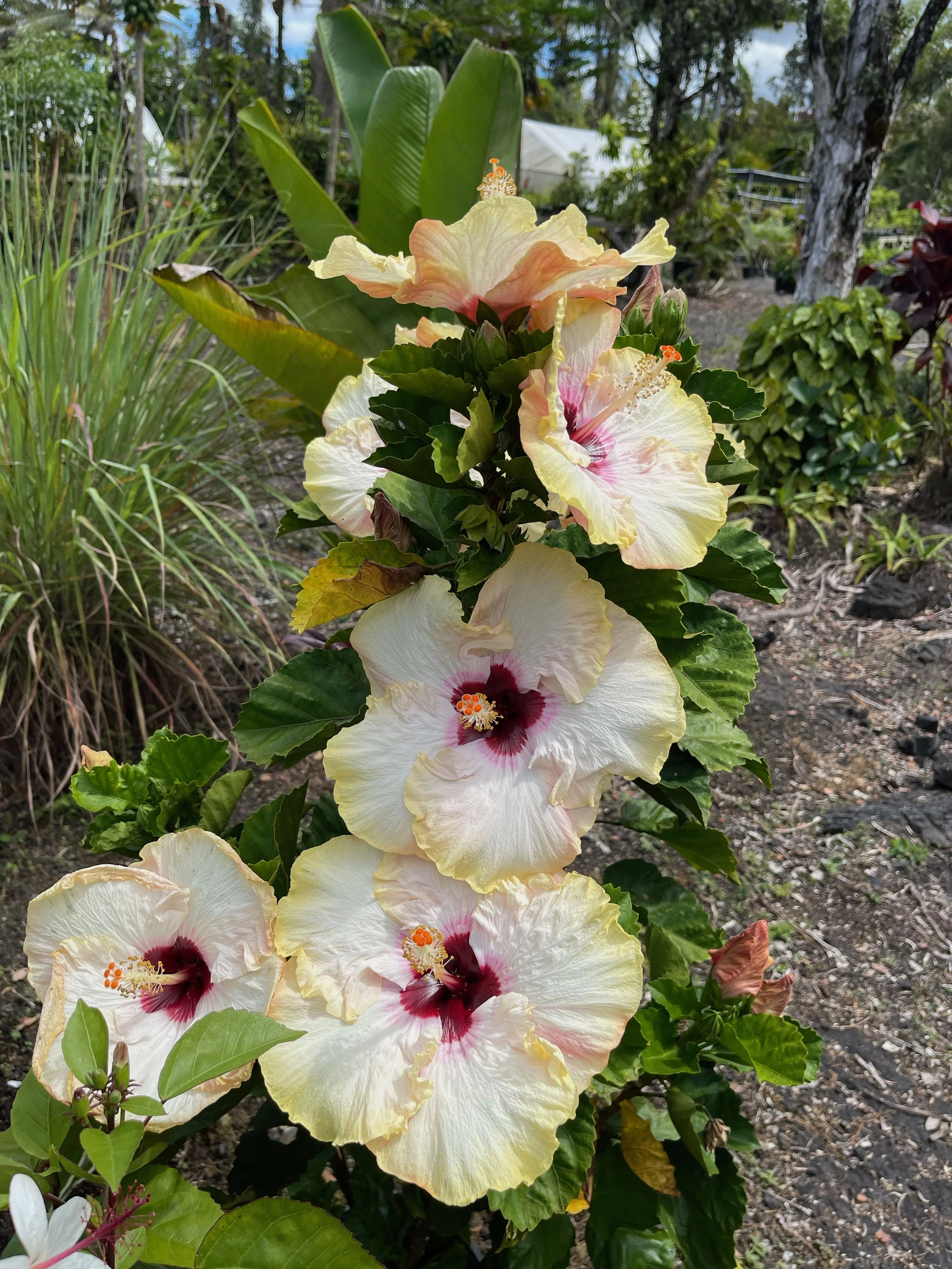 Hibiscus rosa-sinensis 'Hawaiian Big Kahuna' (3).jpeg