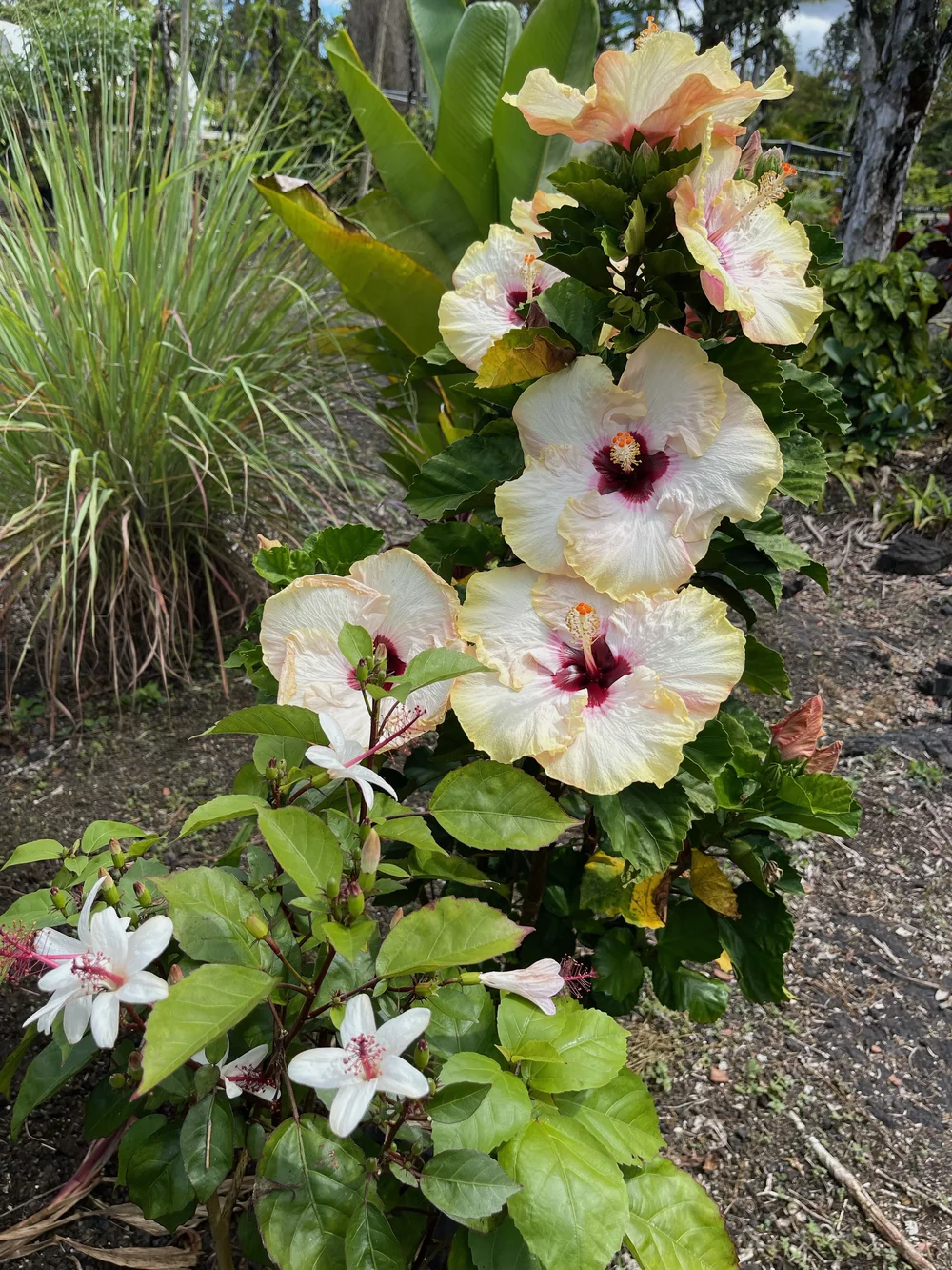 Hibiscus rosa-sinensis 'Hawaiian Big Kahuna'  Vintage Green Farms with Tom  Piergrossi